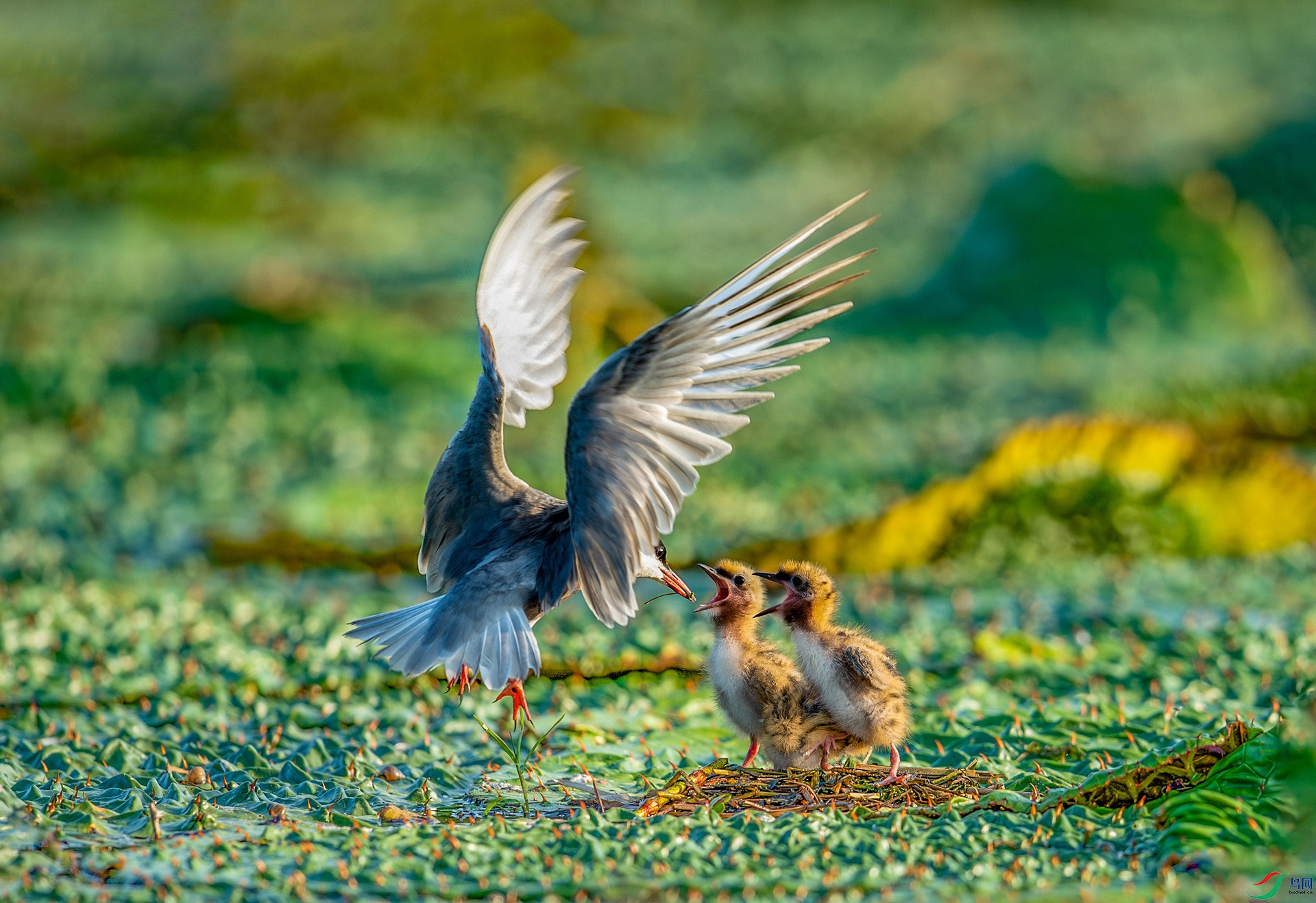 DSC_7917-����ǿ-NR.jpg