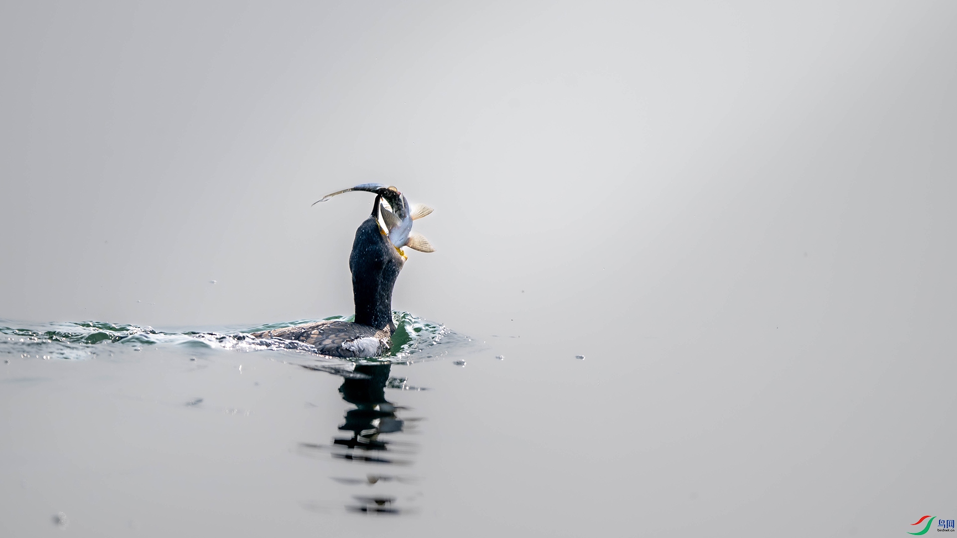 DSC_5268.jpg