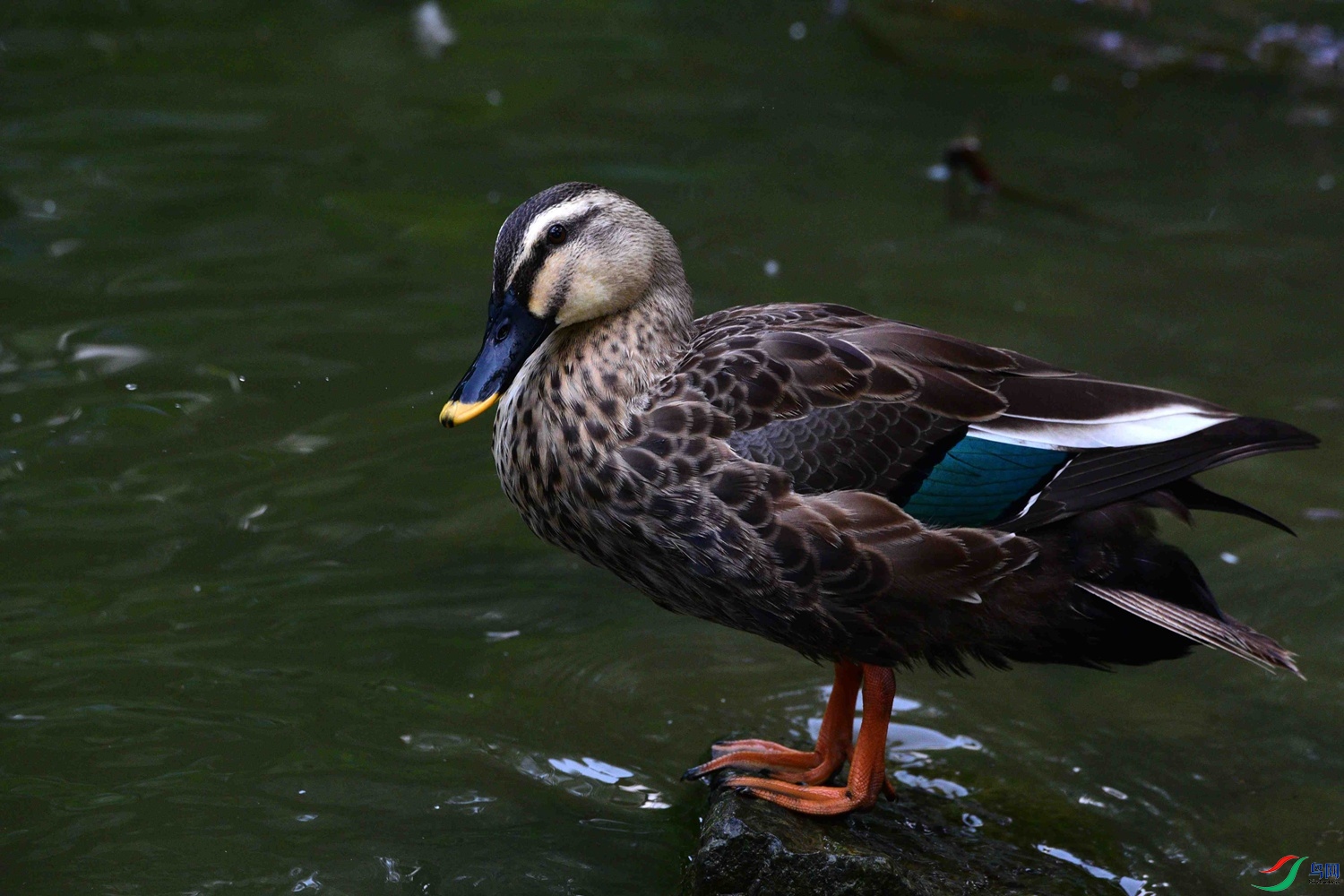 DSC_5731.JPG