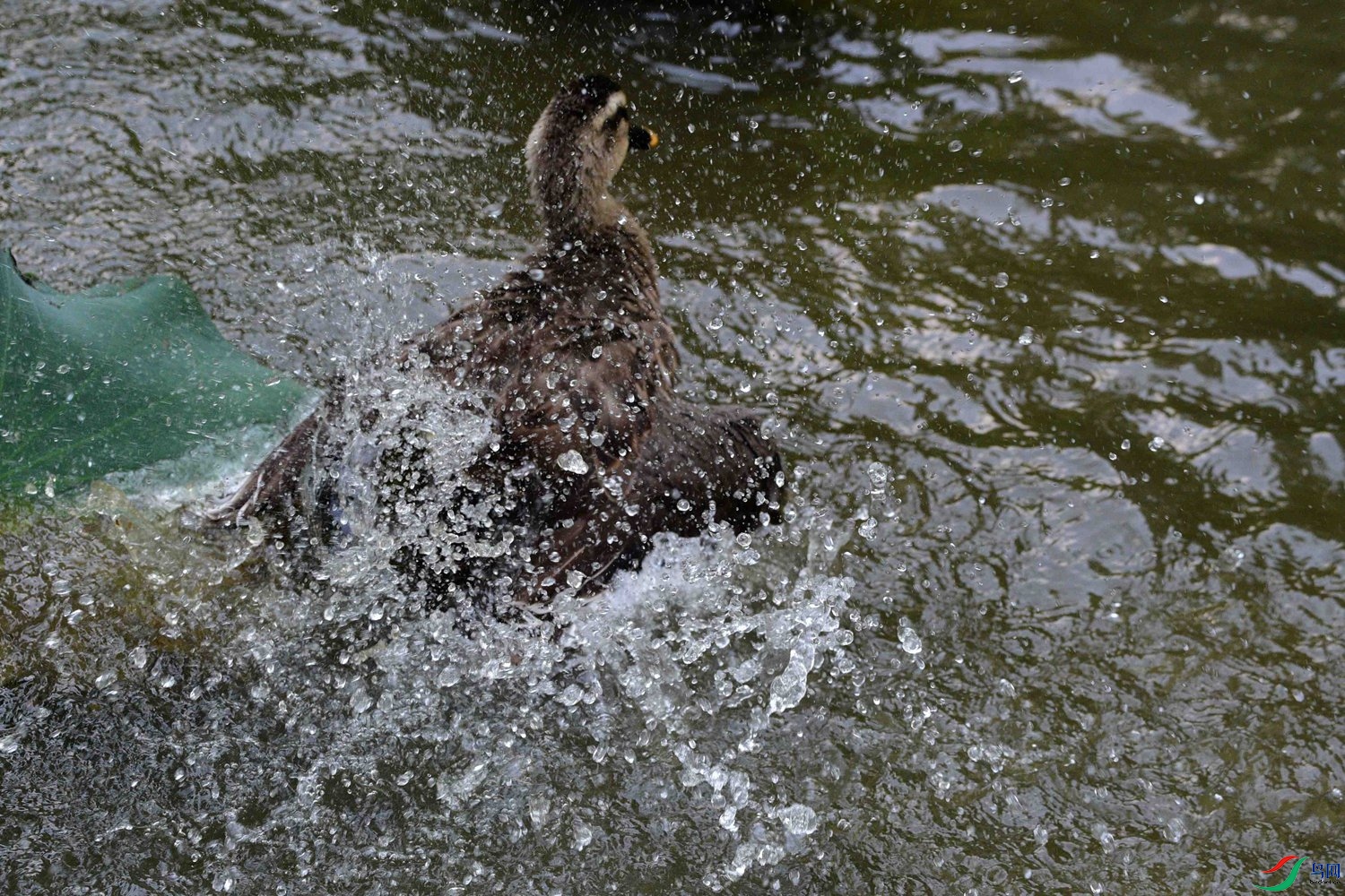 DSC_5739.JPG