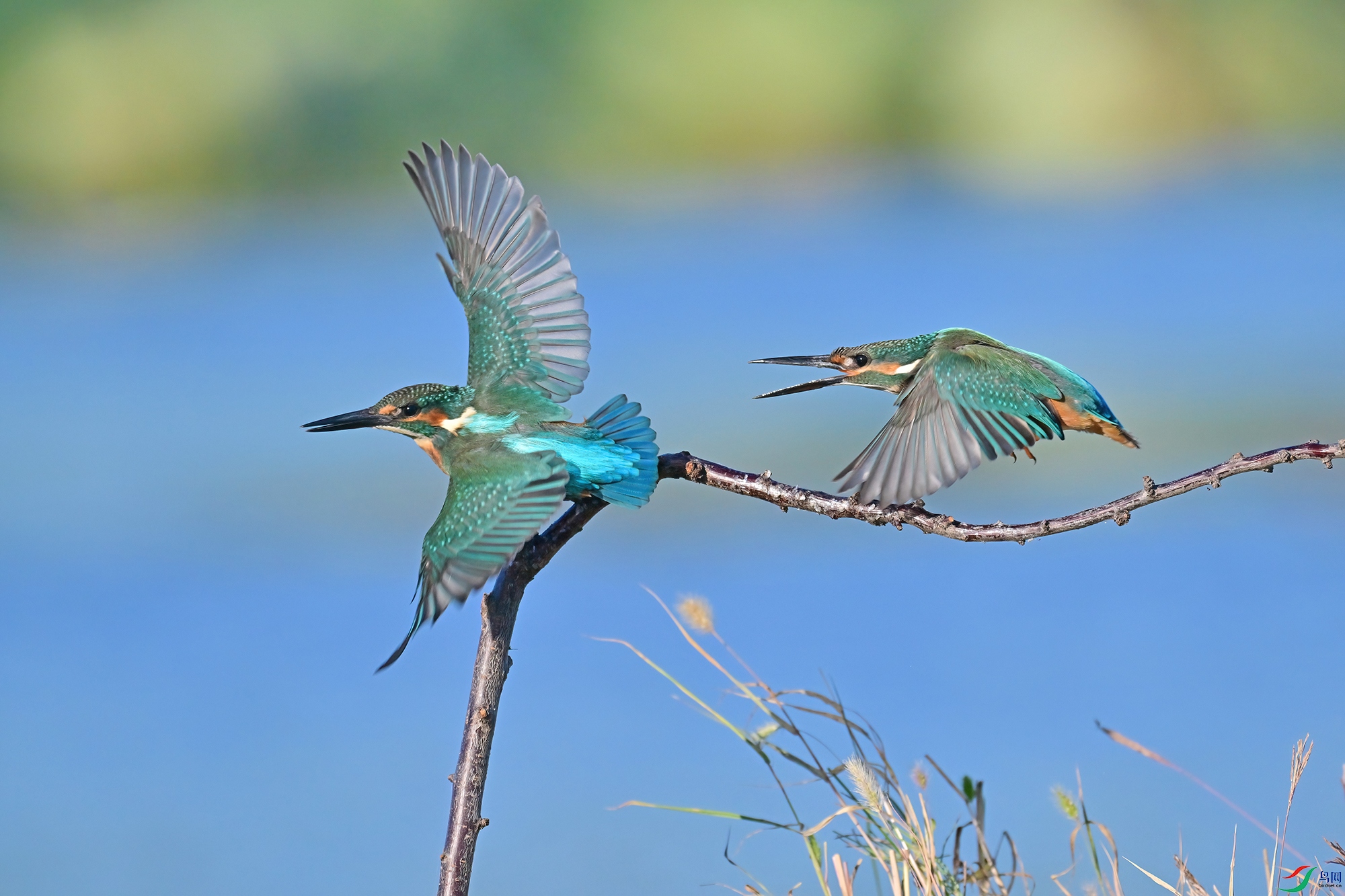 DSC_5720-V.jpg