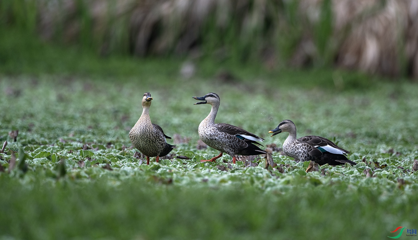 DSC_4914 ����.jpg