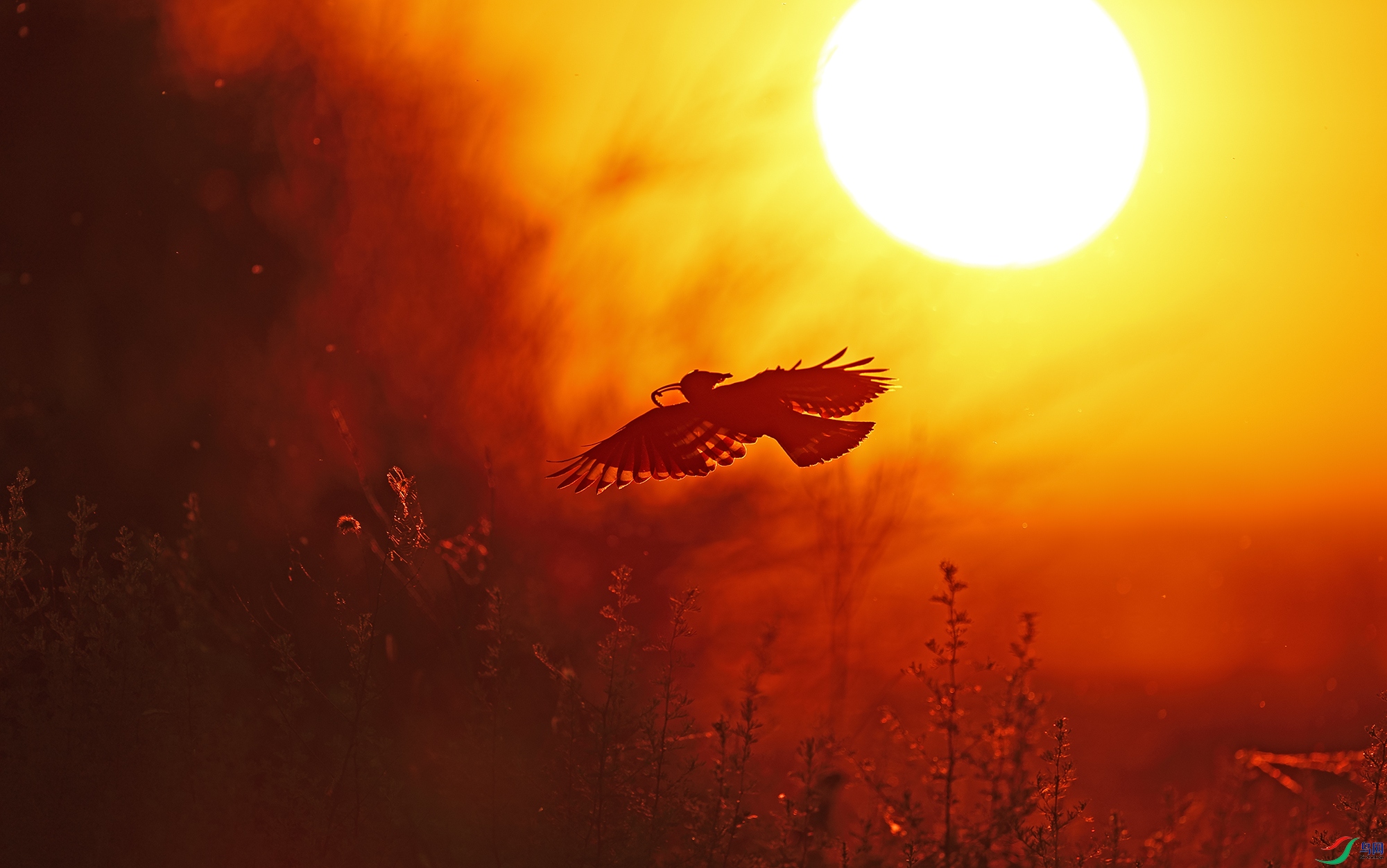 0E8A1036 ����.jpg