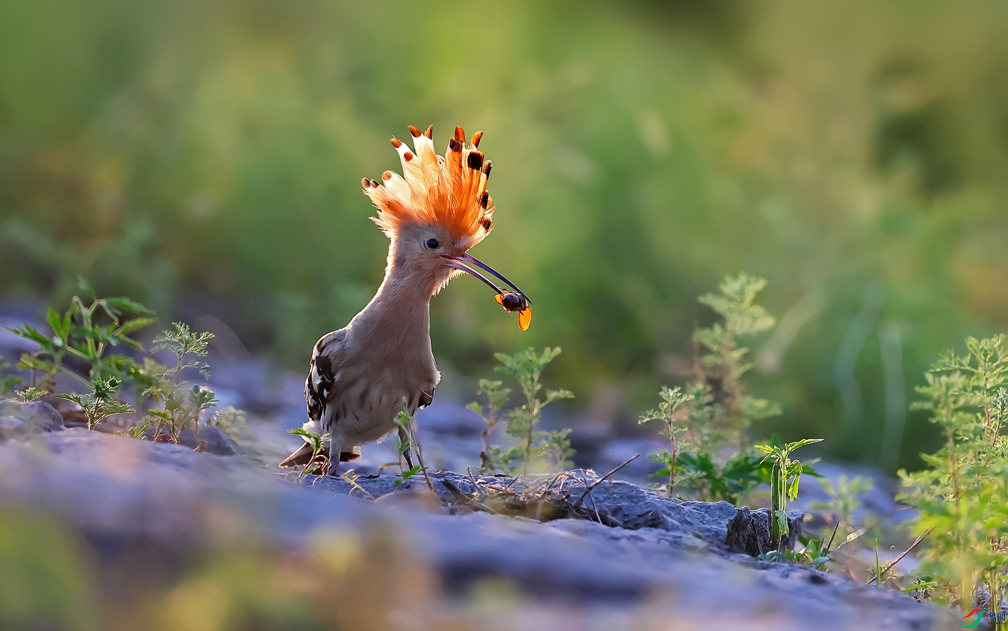 0E8A0316 ����2.jpg