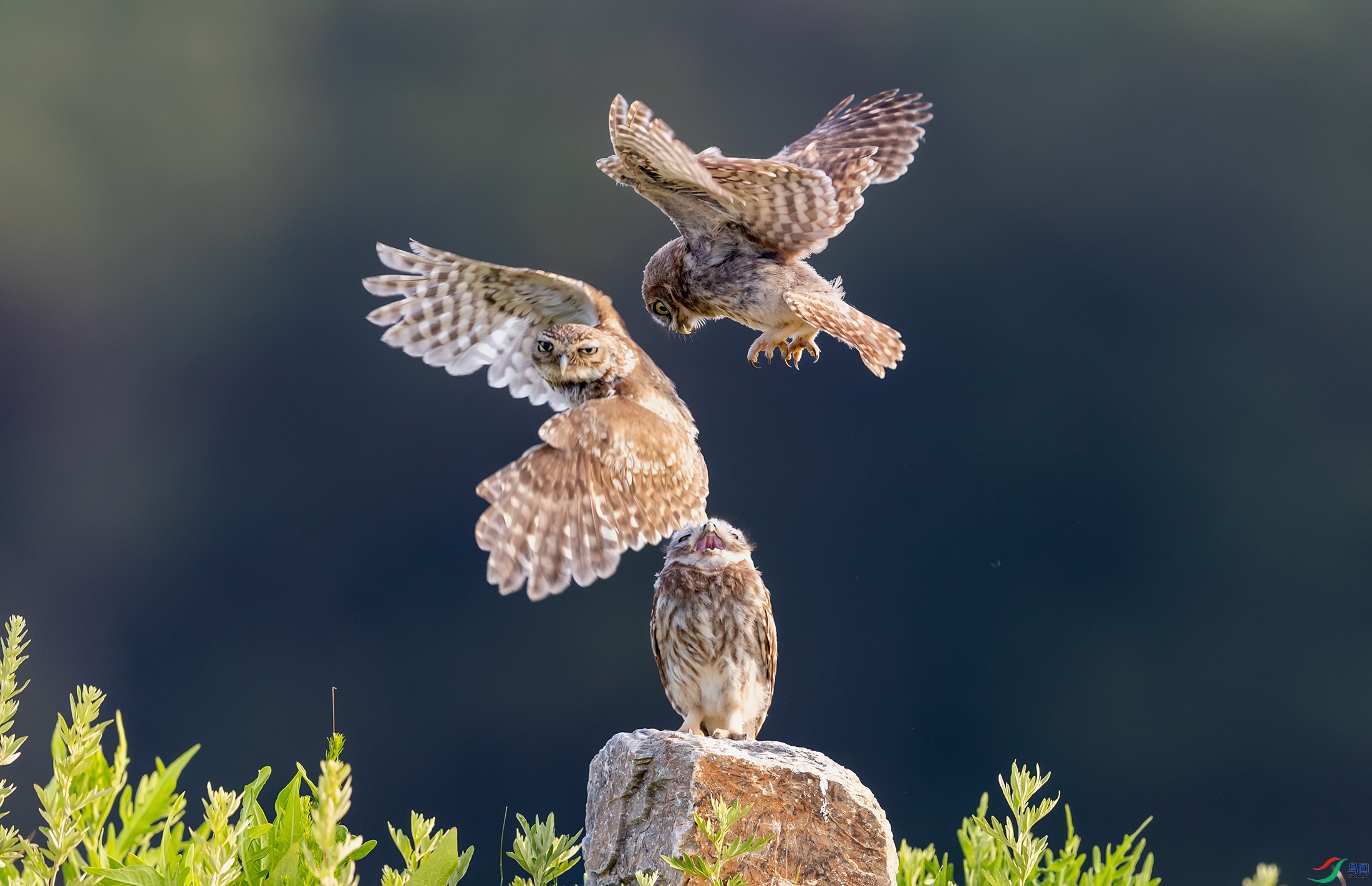 ���Ƹ�С�^