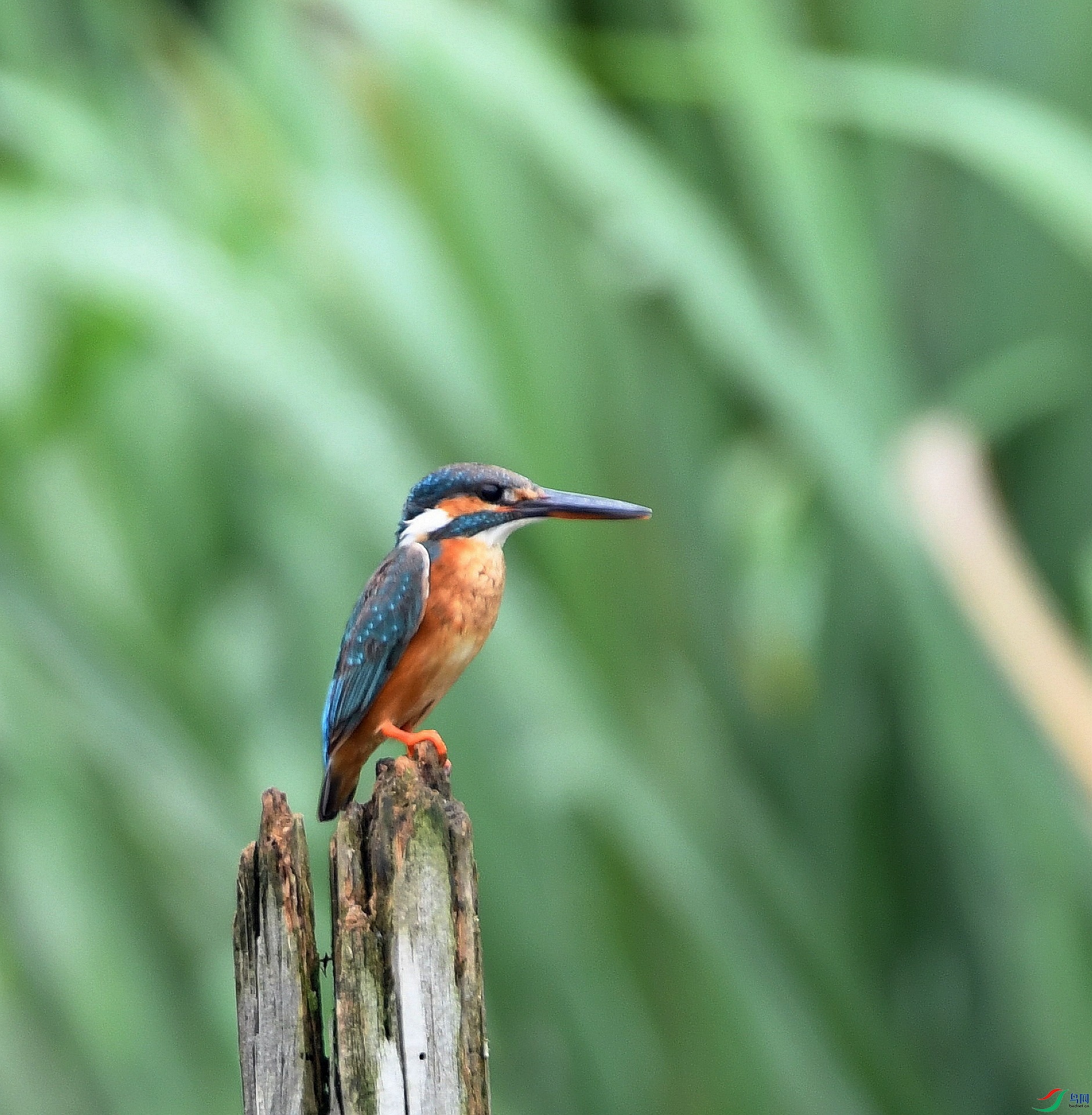 DSC_4594.jpg
