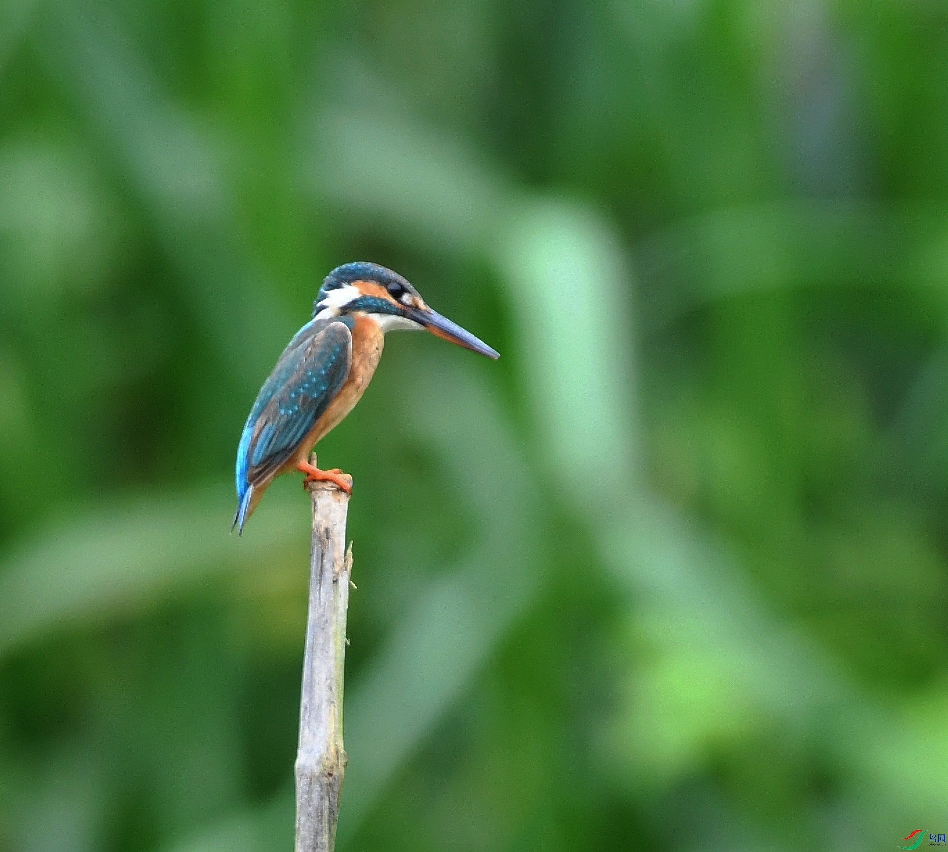 DSC_4601.jpg