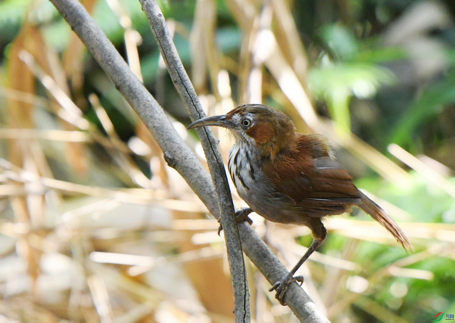 DSC_6303.jpg