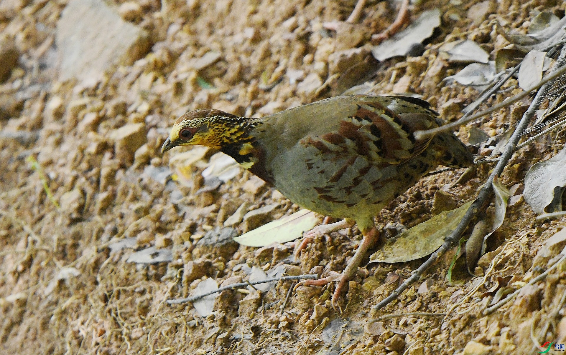 DSC_6332.jpg