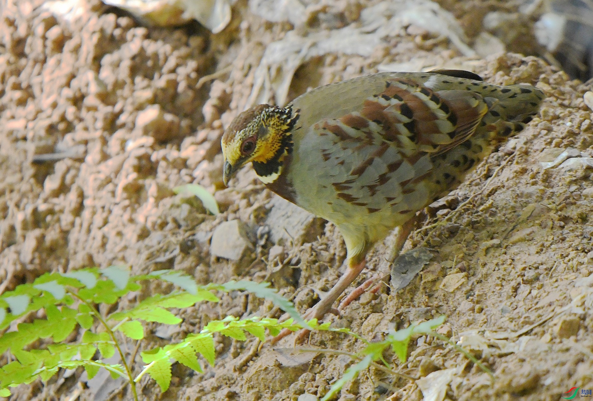 DSC_6338.jpg