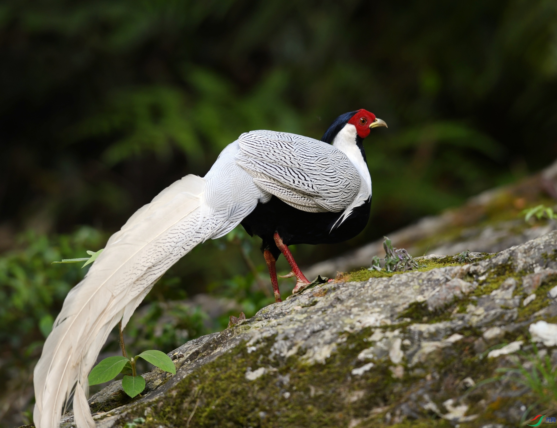 DSC_7834.jpg