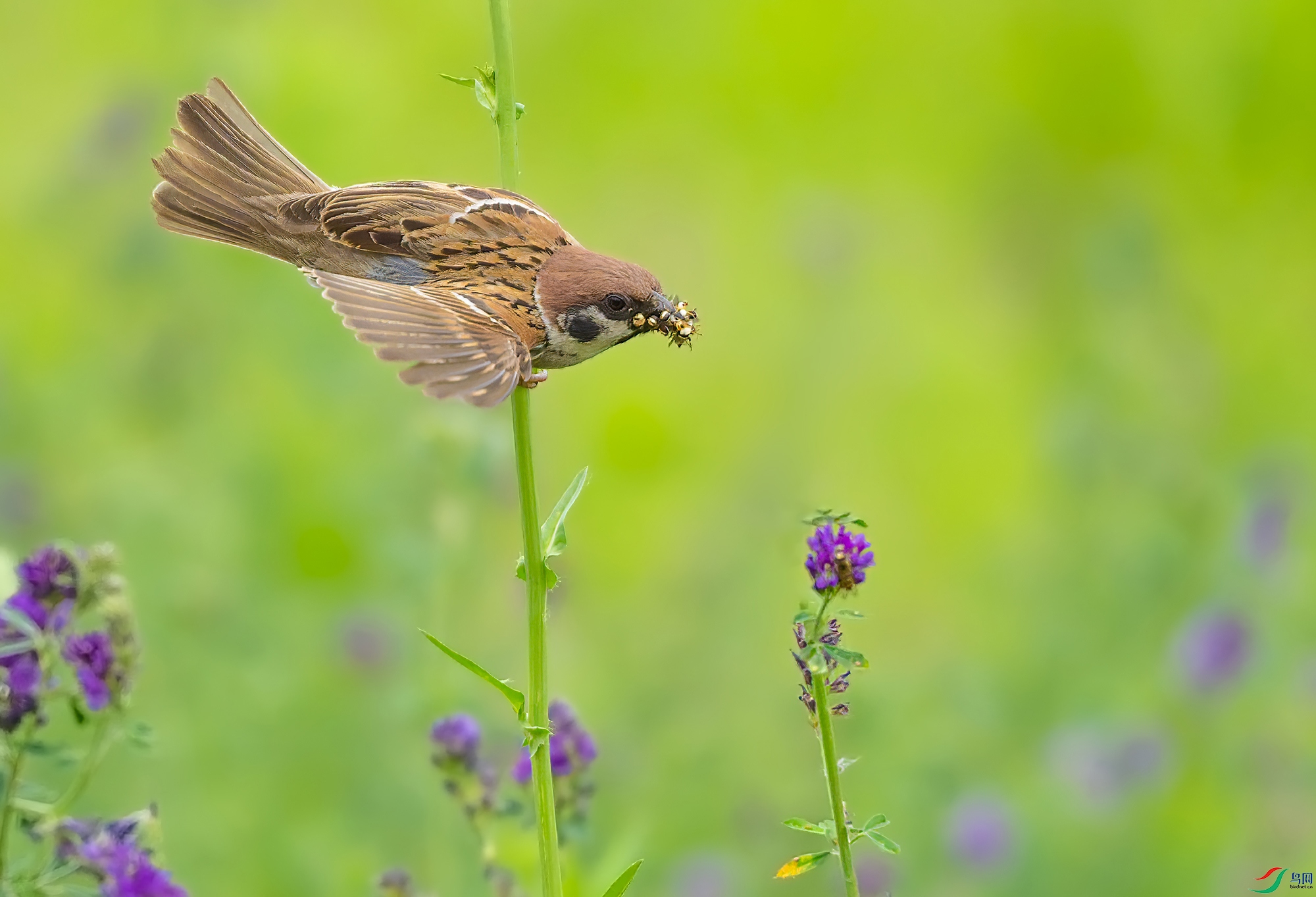 _DSC7577-DxO_С ��ˮӡ.jpg