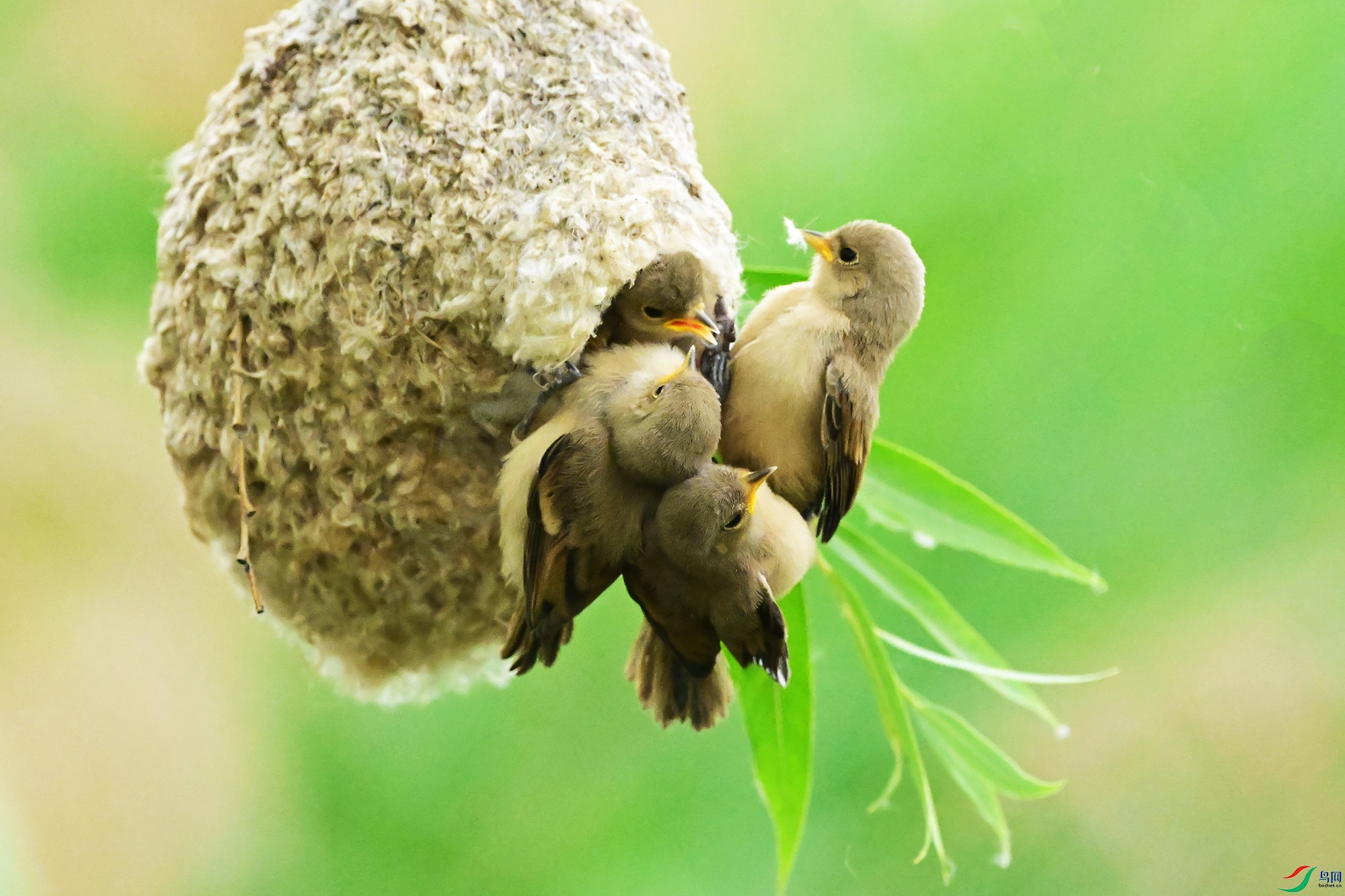 DSC_2551-V.jpg