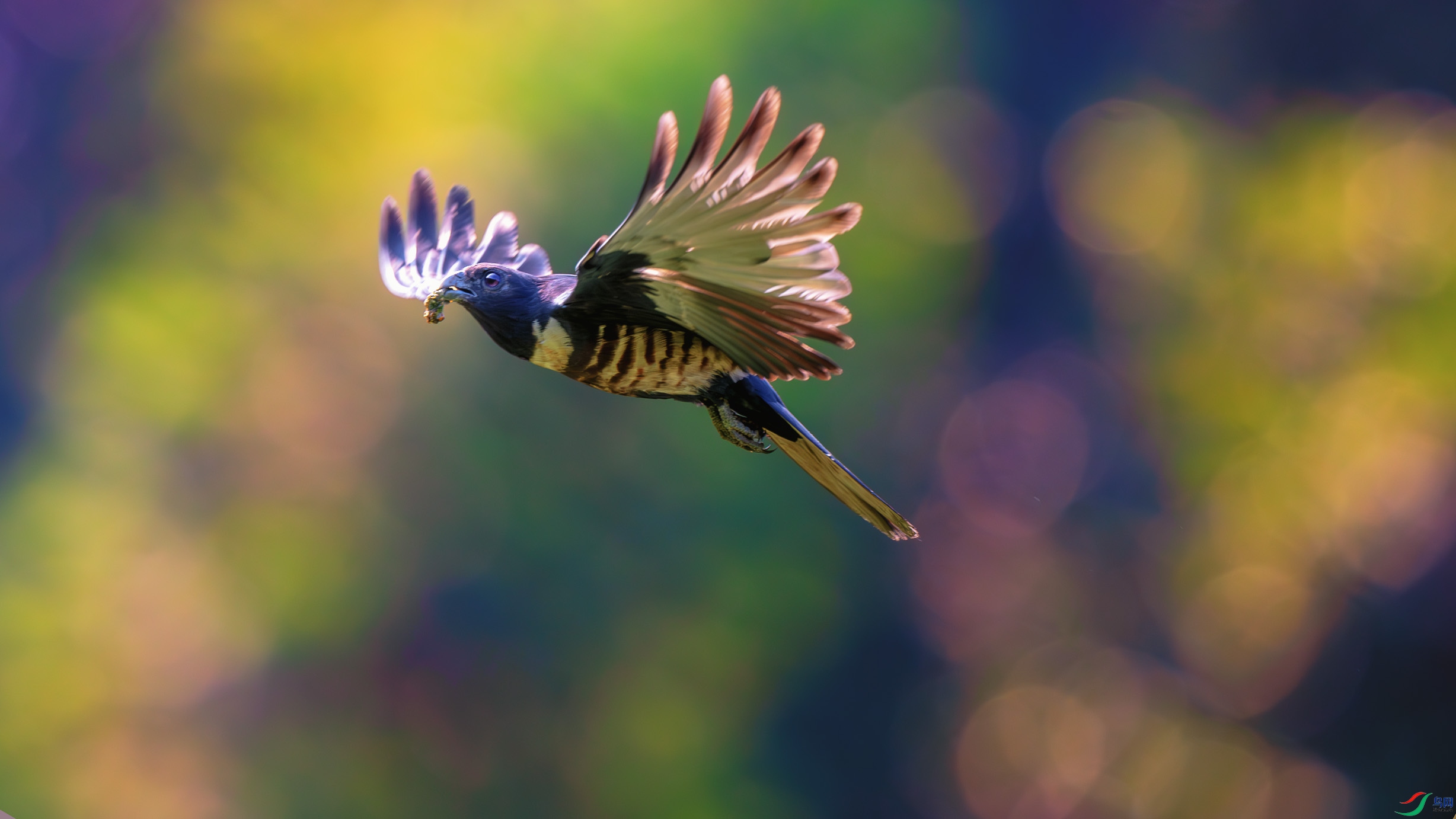 _DSC3116-����ǿ-NR-2 ����1.jpg