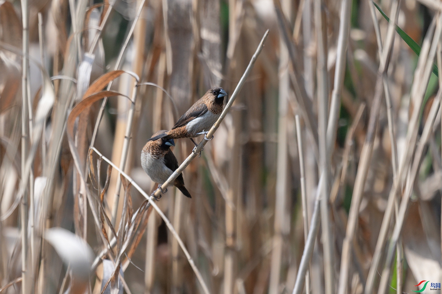 DSC_7084_DxOa.jpg