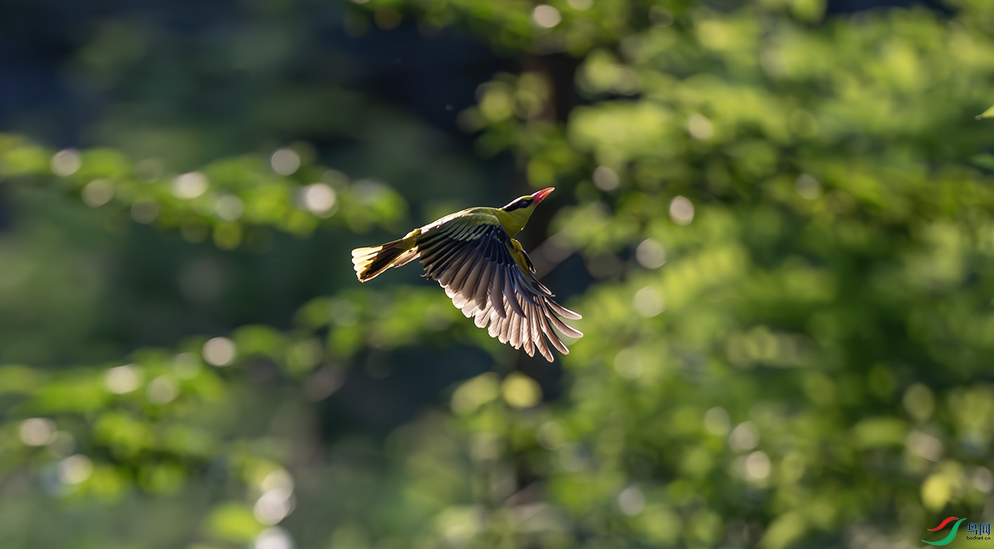 DSC_8475-����ǿ-NR ����.jpg