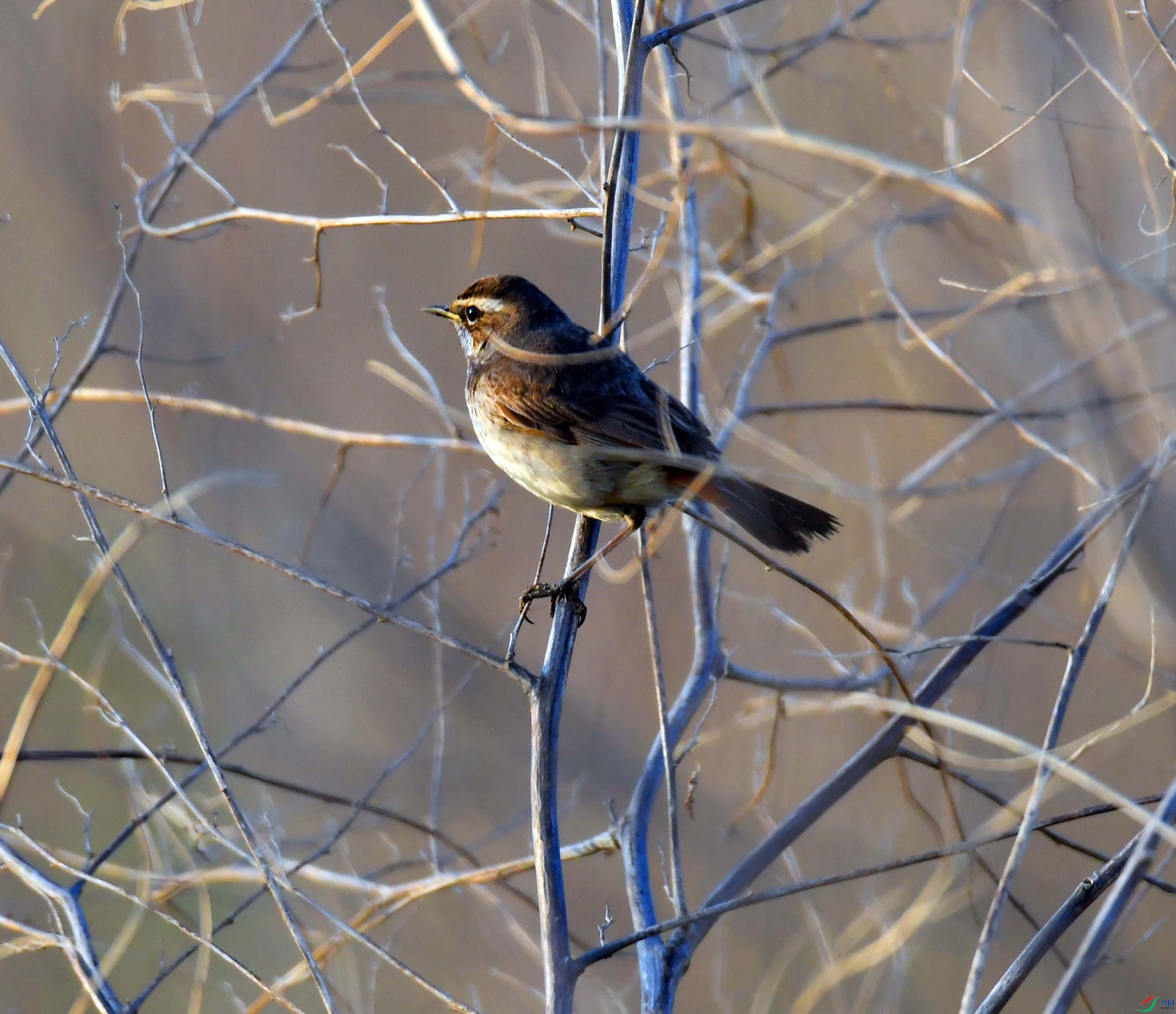 DSC_4644.JPG