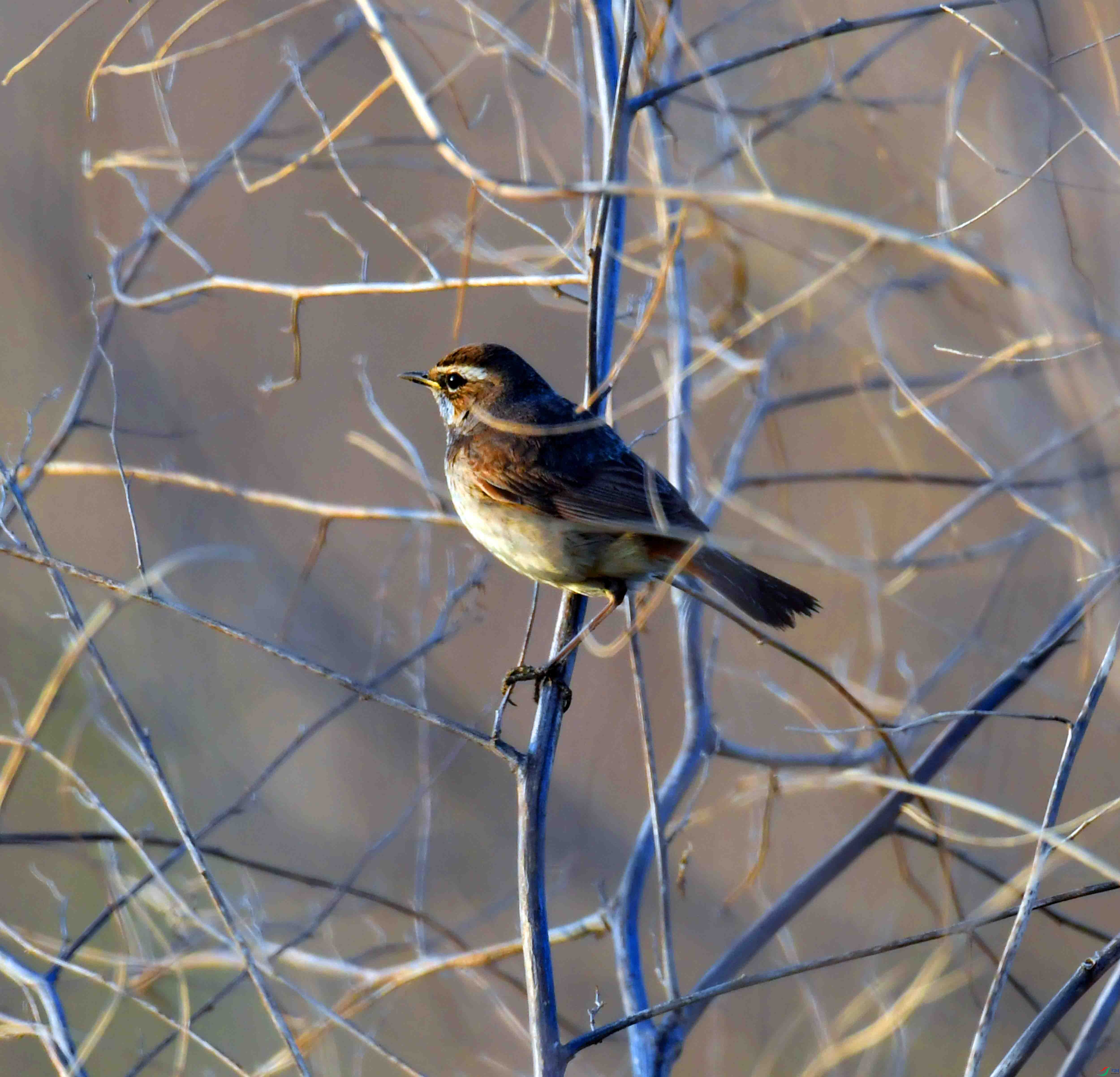 DSC_4647.JPG