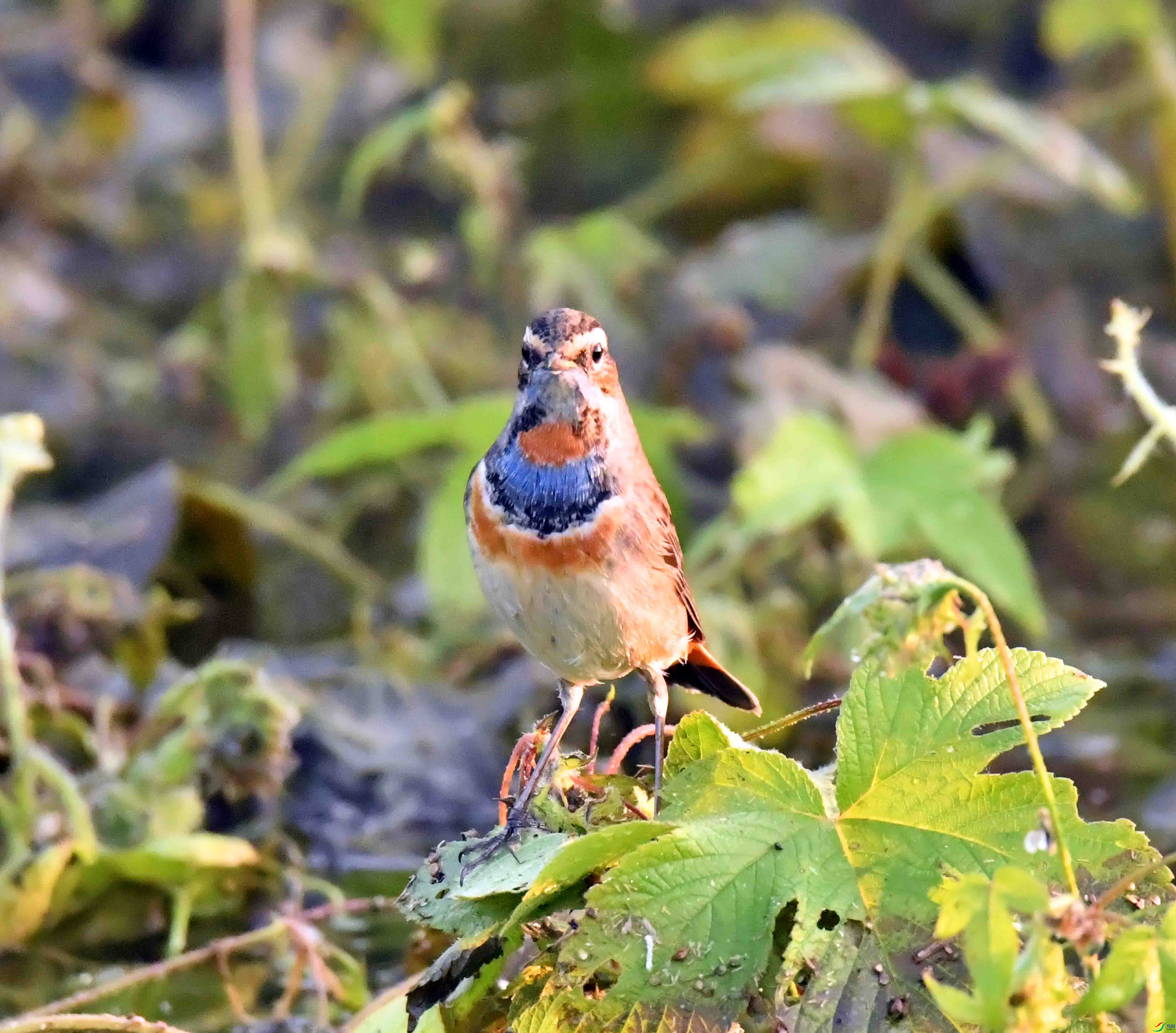 DSC_7162.JPG