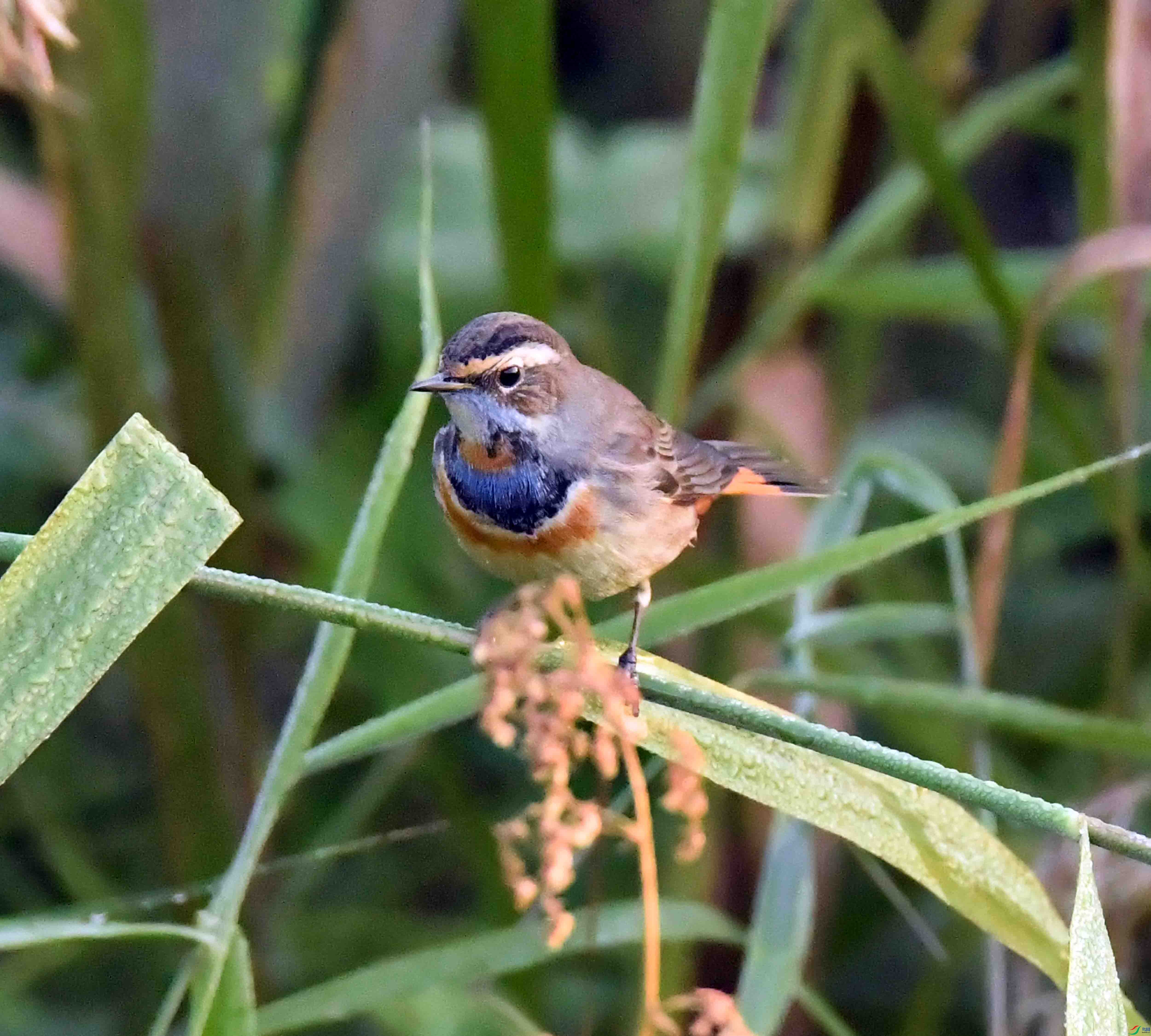 DSC_7174.JPG