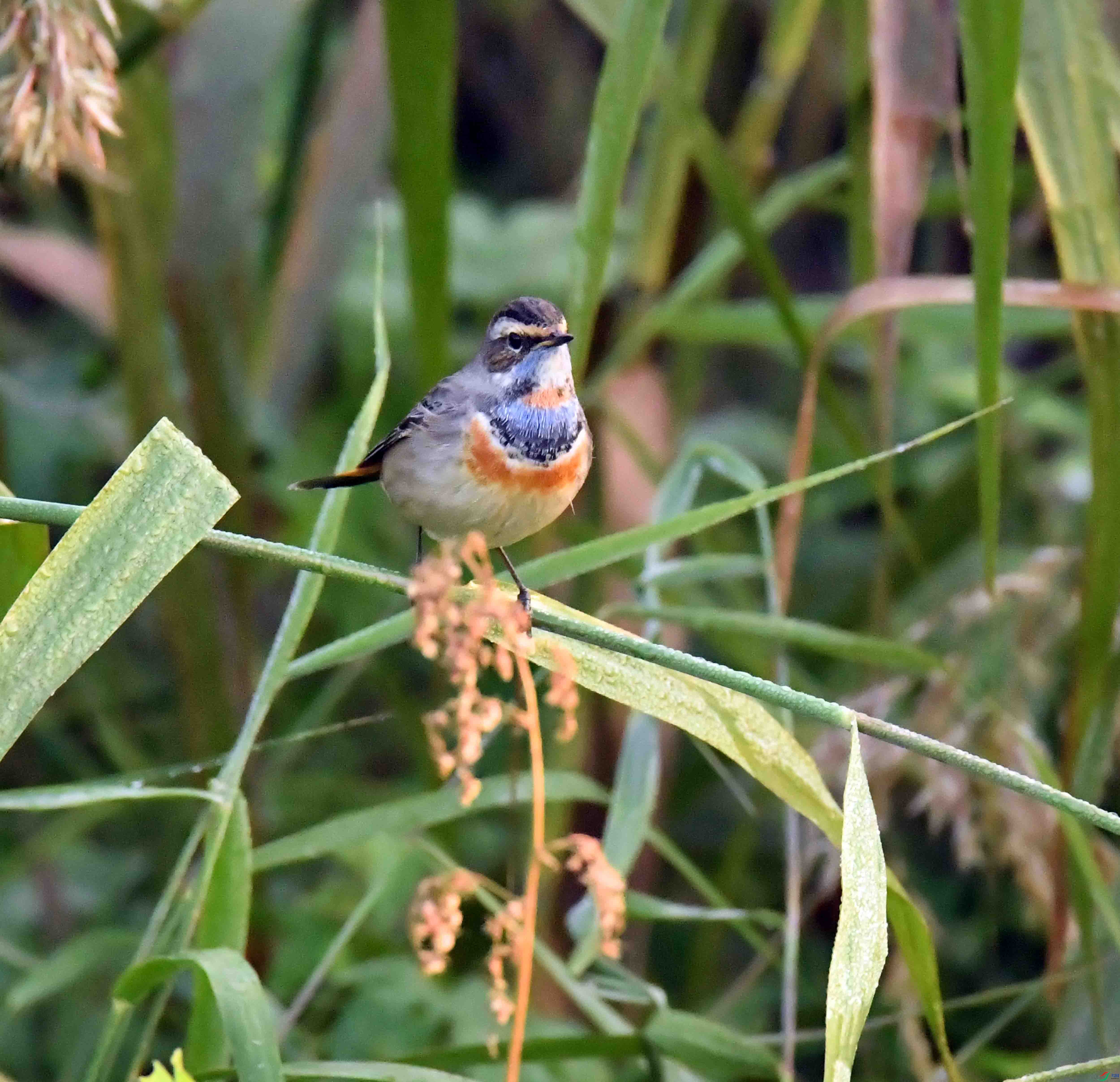 DSC_7182.JPG