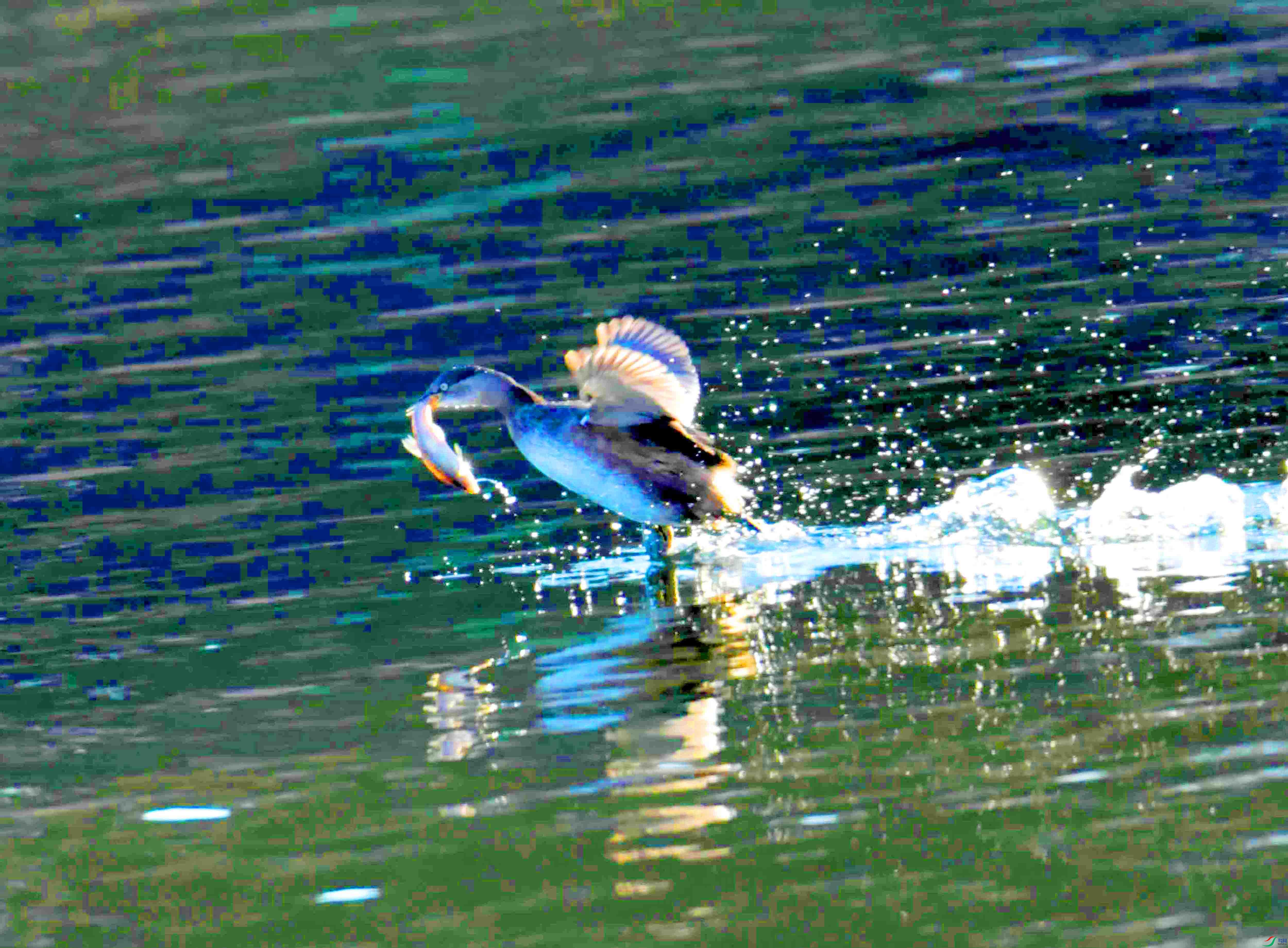 DSC_1528.JPG