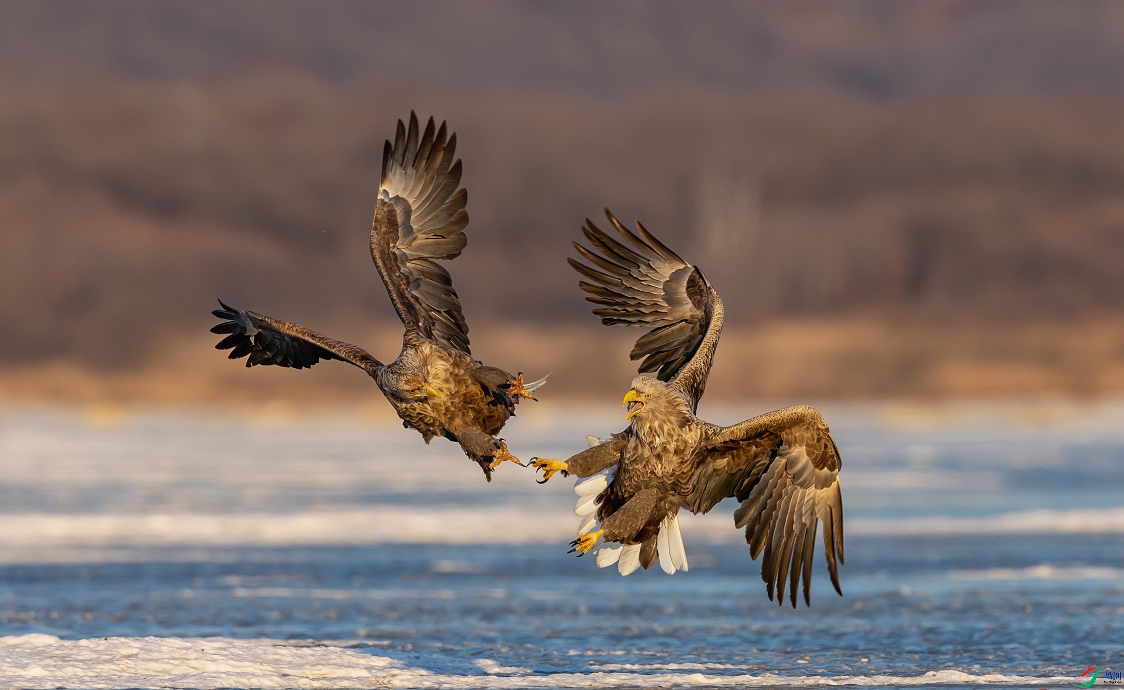 ��β����