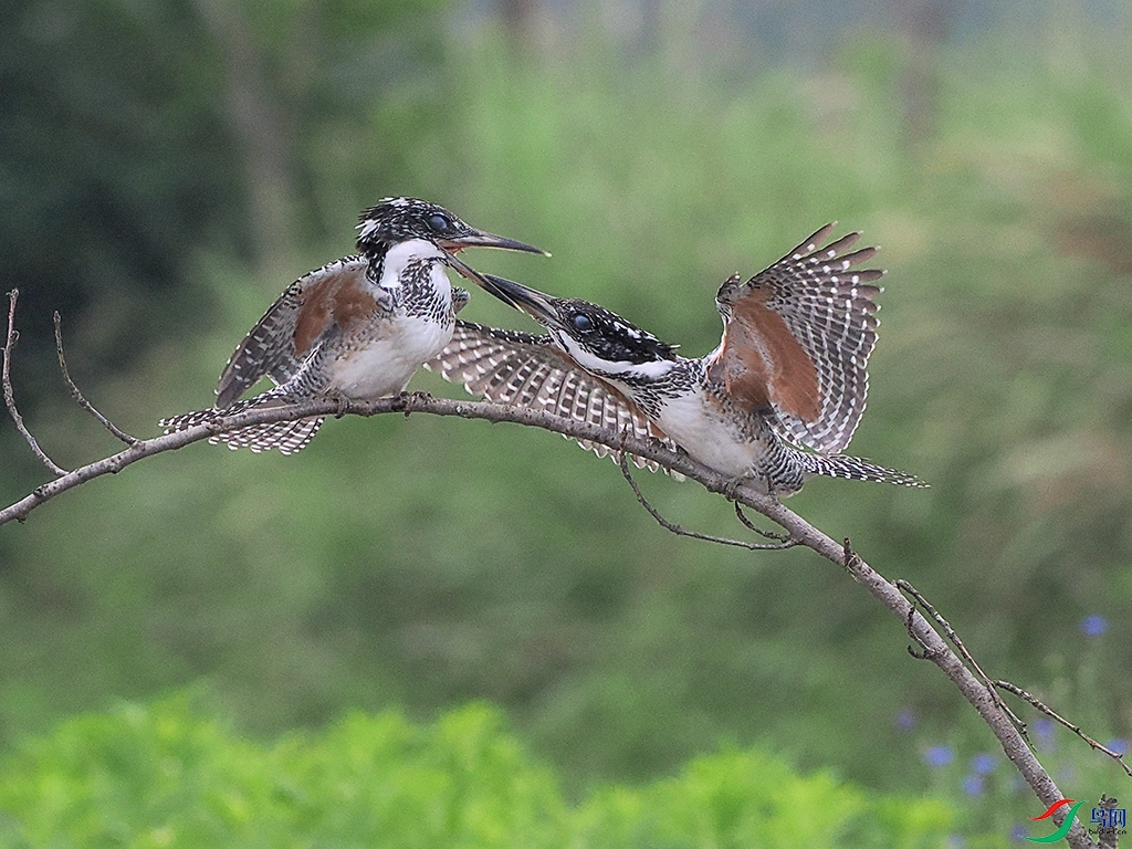 P6034746-1.jpg
