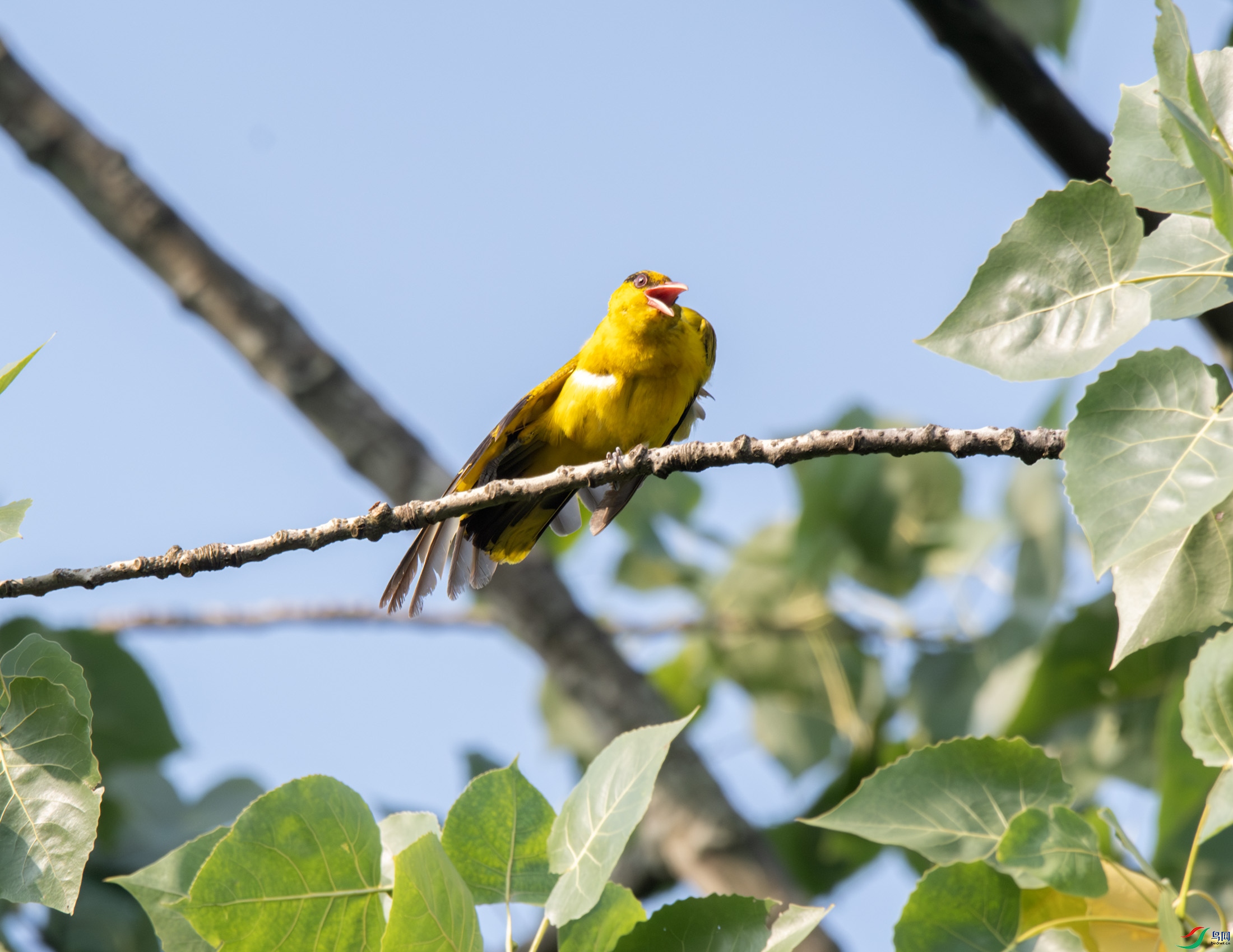 DSC_9709-����ǿ-NR ����.jpg
