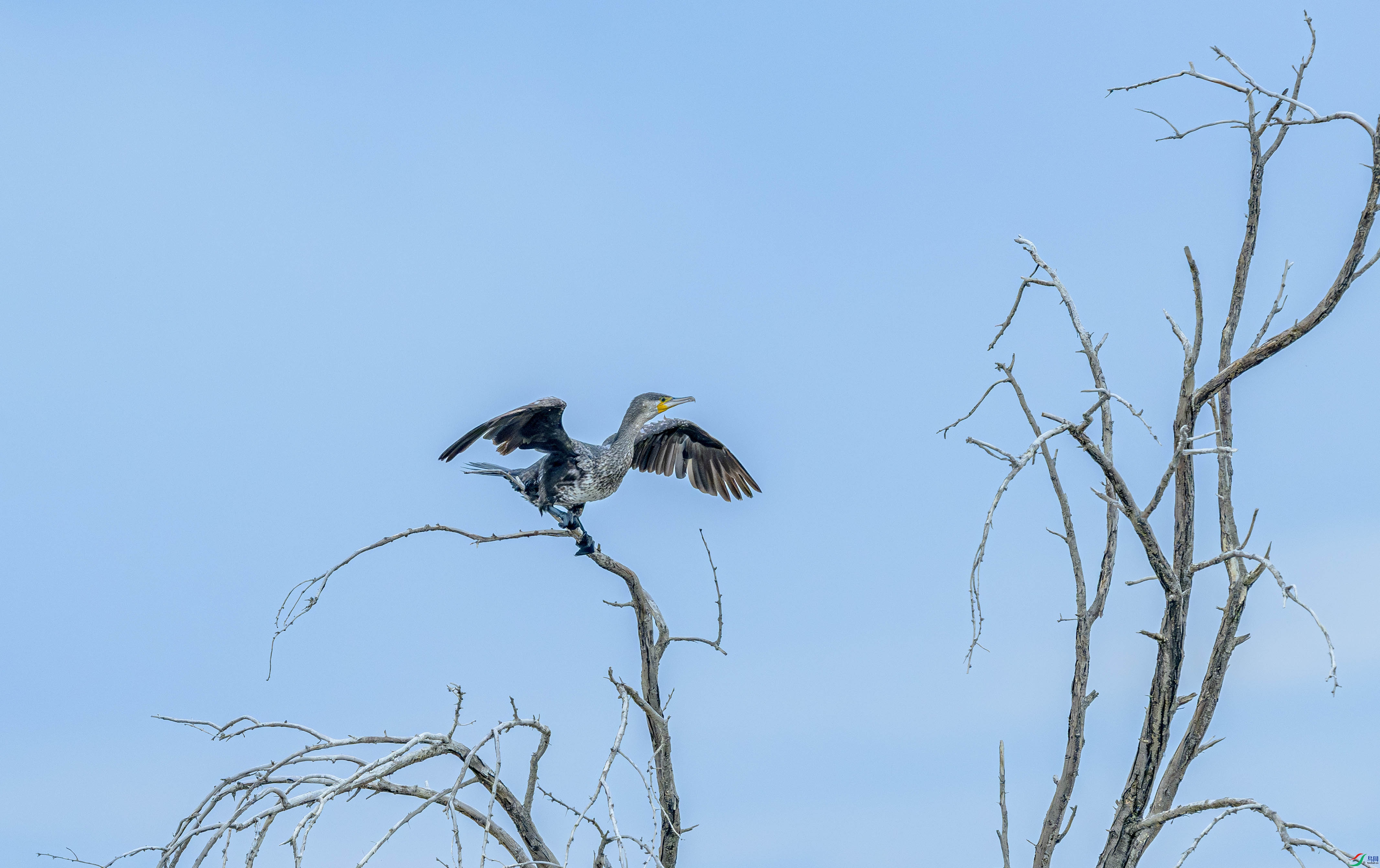 DSC_2000-����ǿ-NR ����.jpg