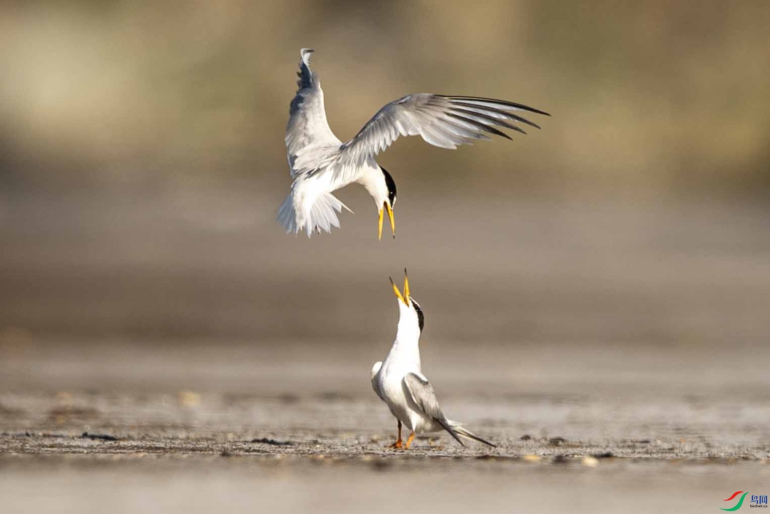 DSC_5781 ����.jpg