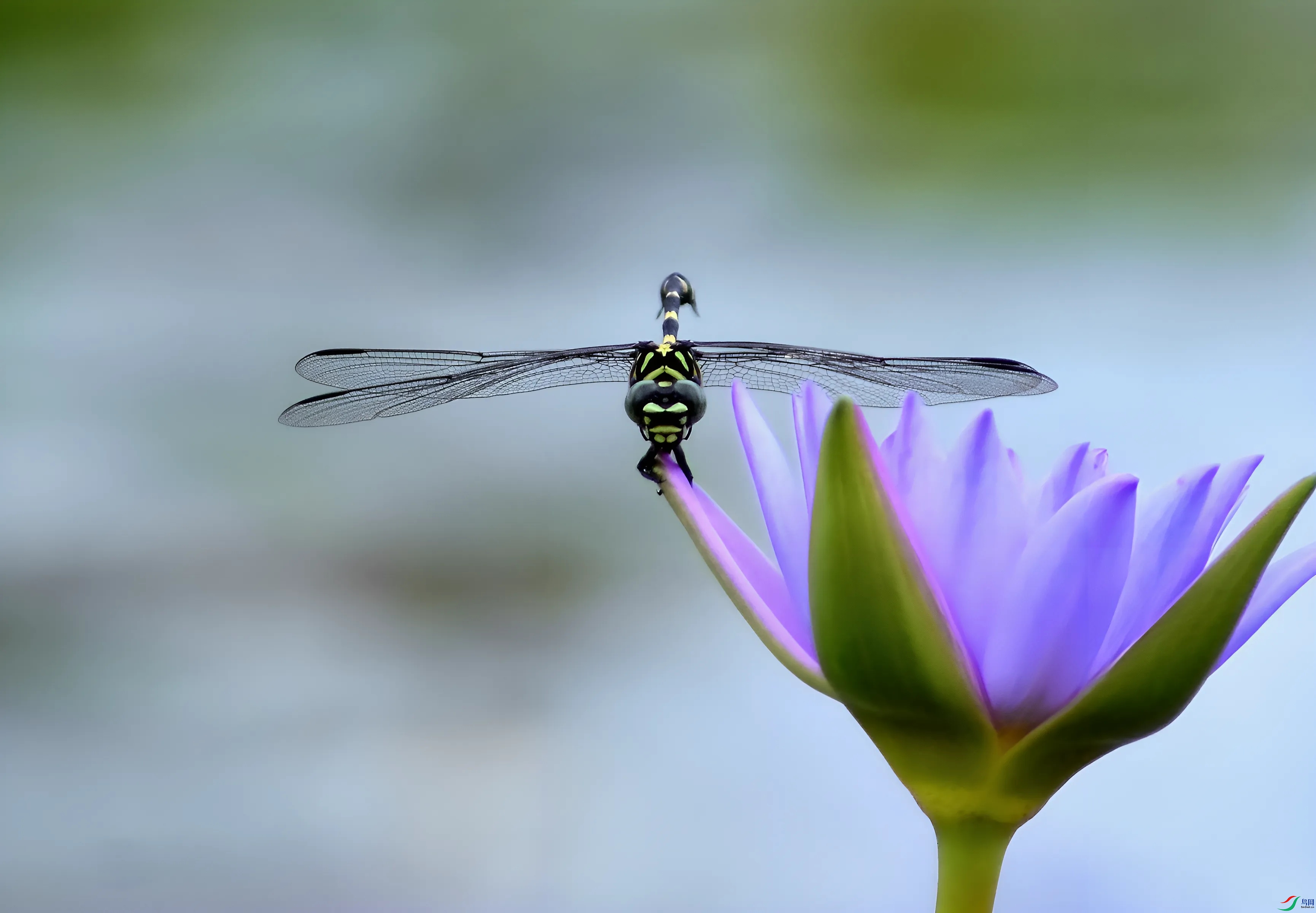 DSC_2040.jpg