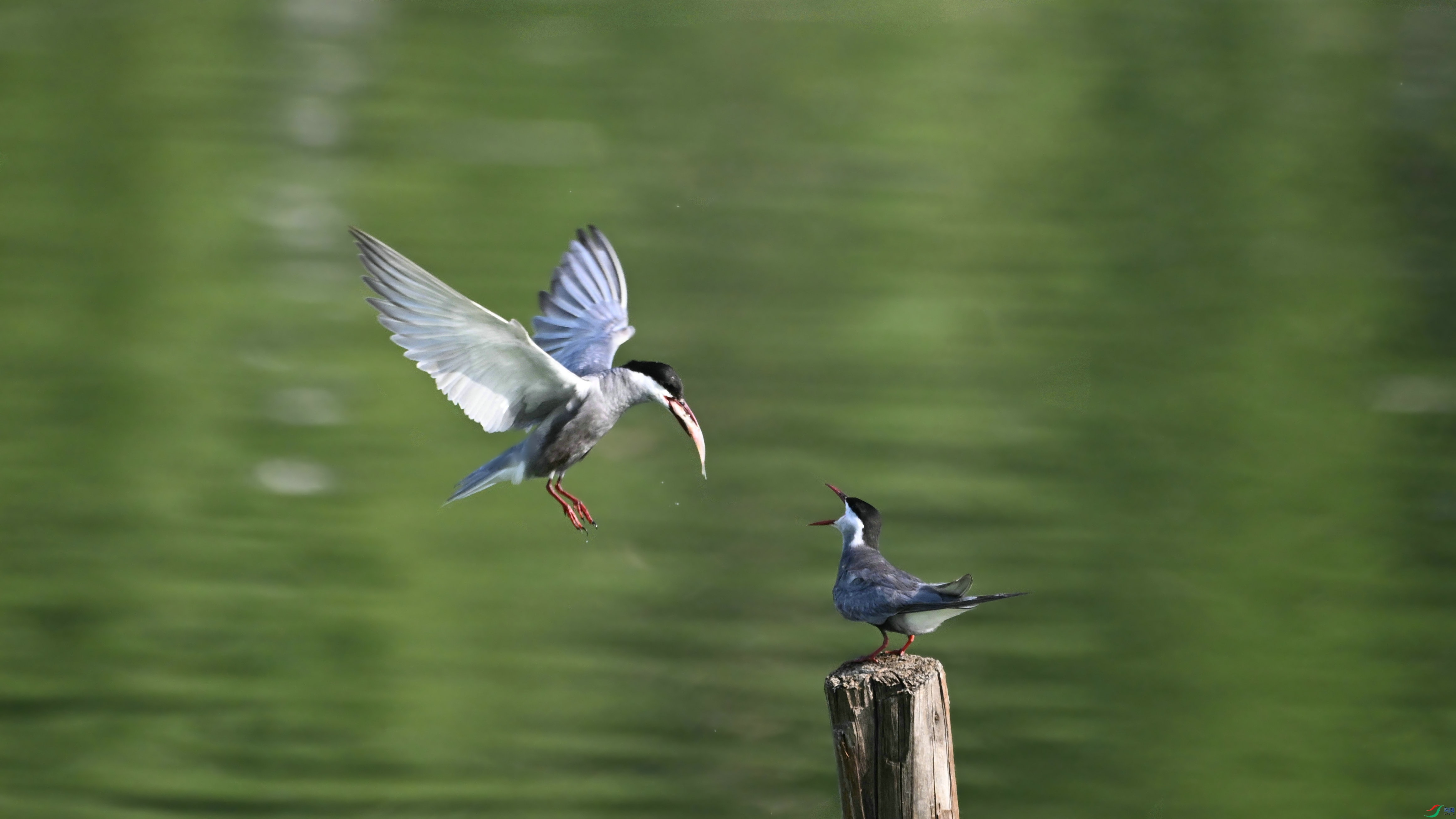 DSC_3846.JPG