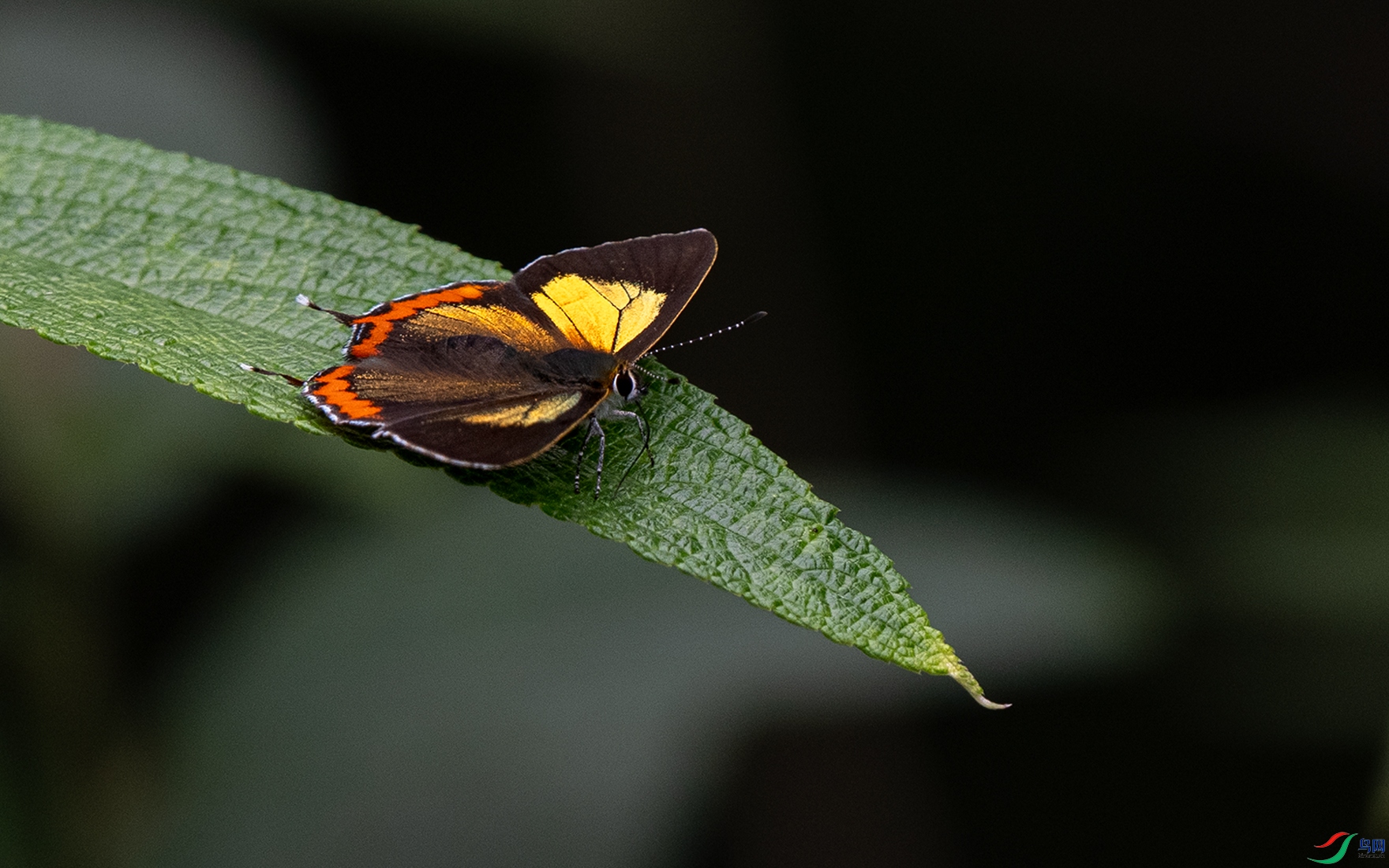 P6020747��ͭ�ʻҵ�.jpg