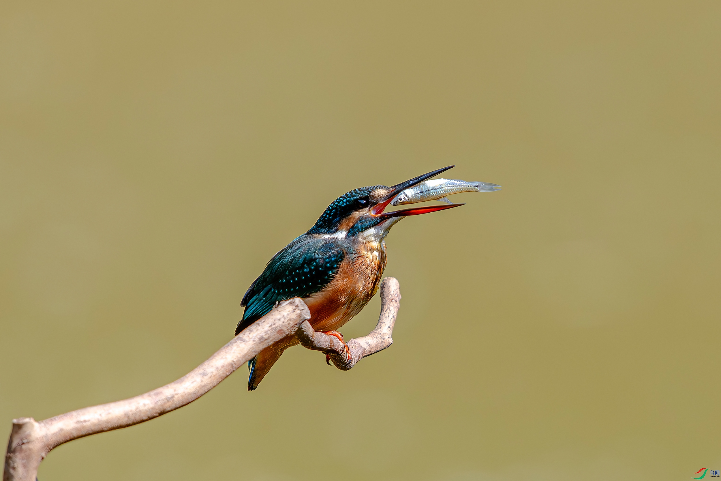 DSC_7163-AB.jpg