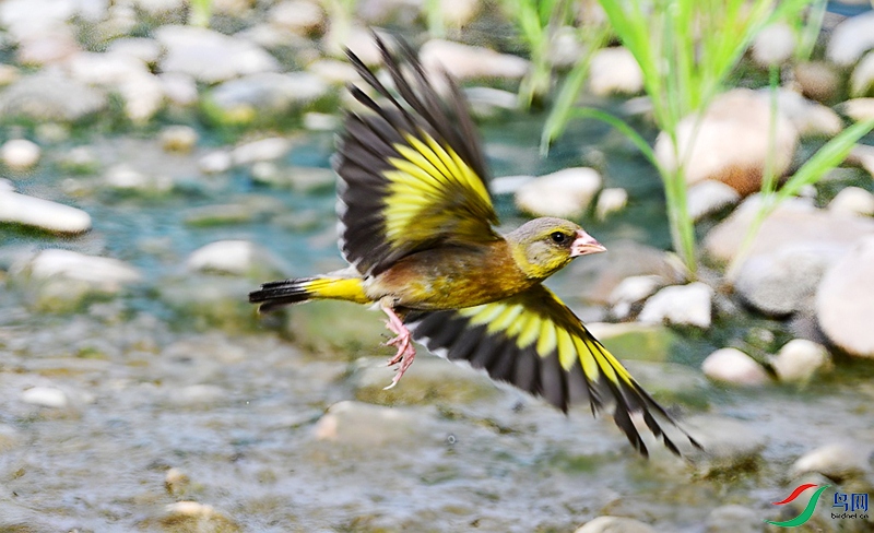DSC_4626.JPG