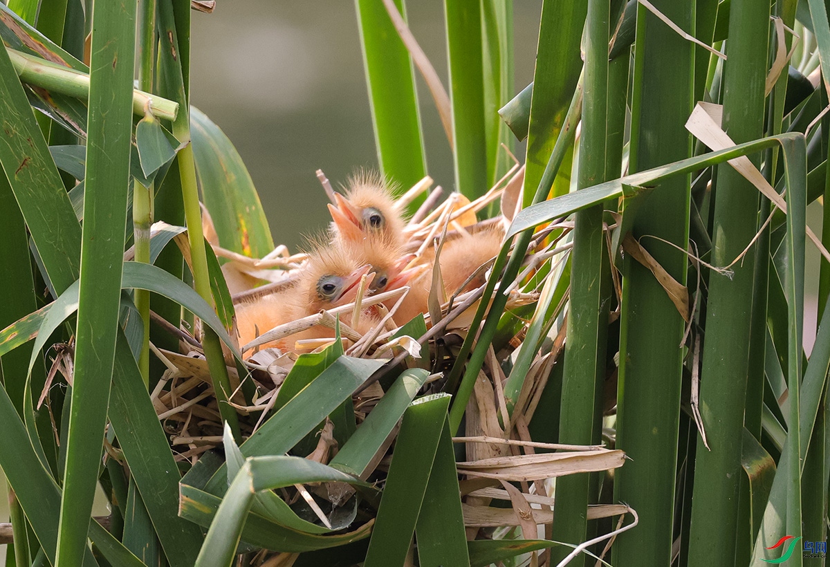 ��έ���׳�4.jpg