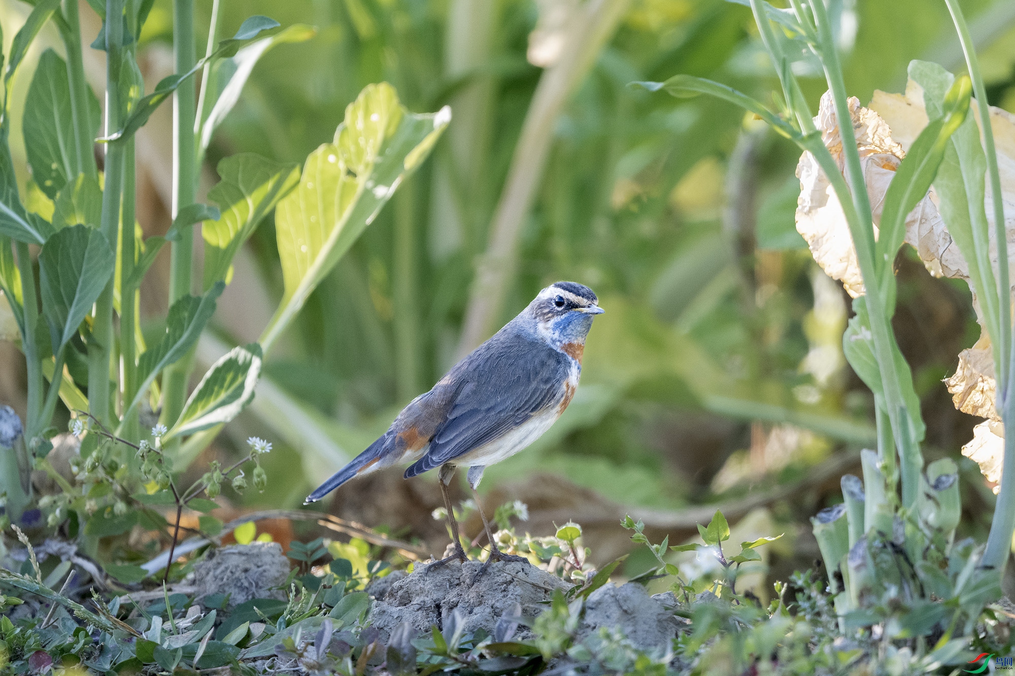 DSC_9018.jpg