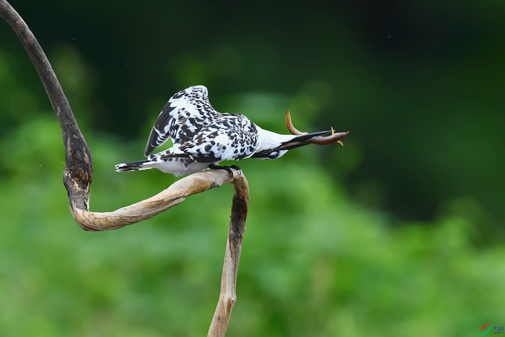 6DSC_3723_DxOa.jpg
