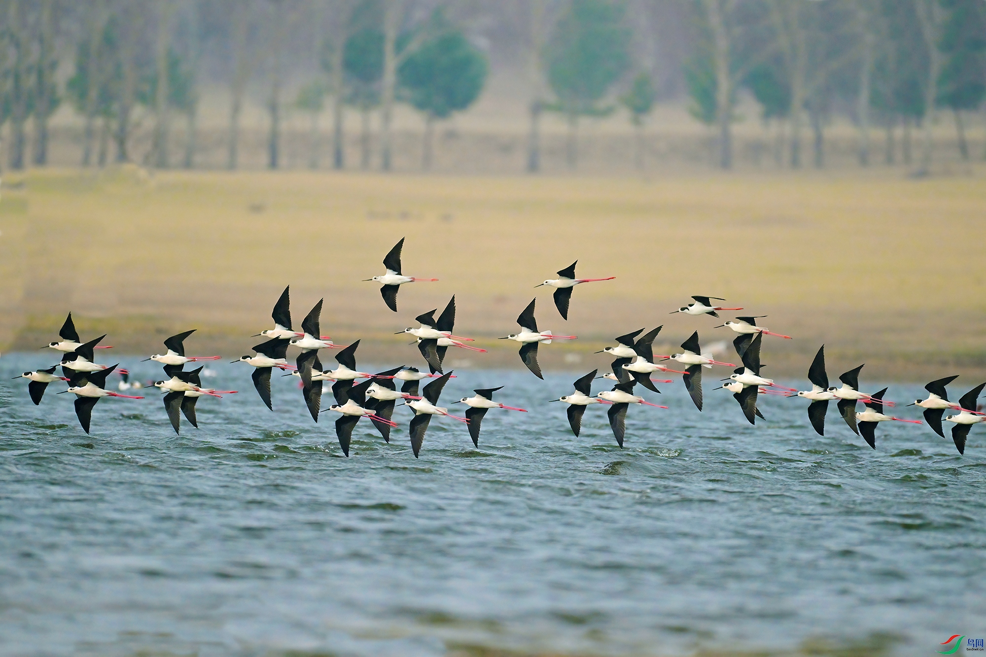 DSC_0906-V.jpg