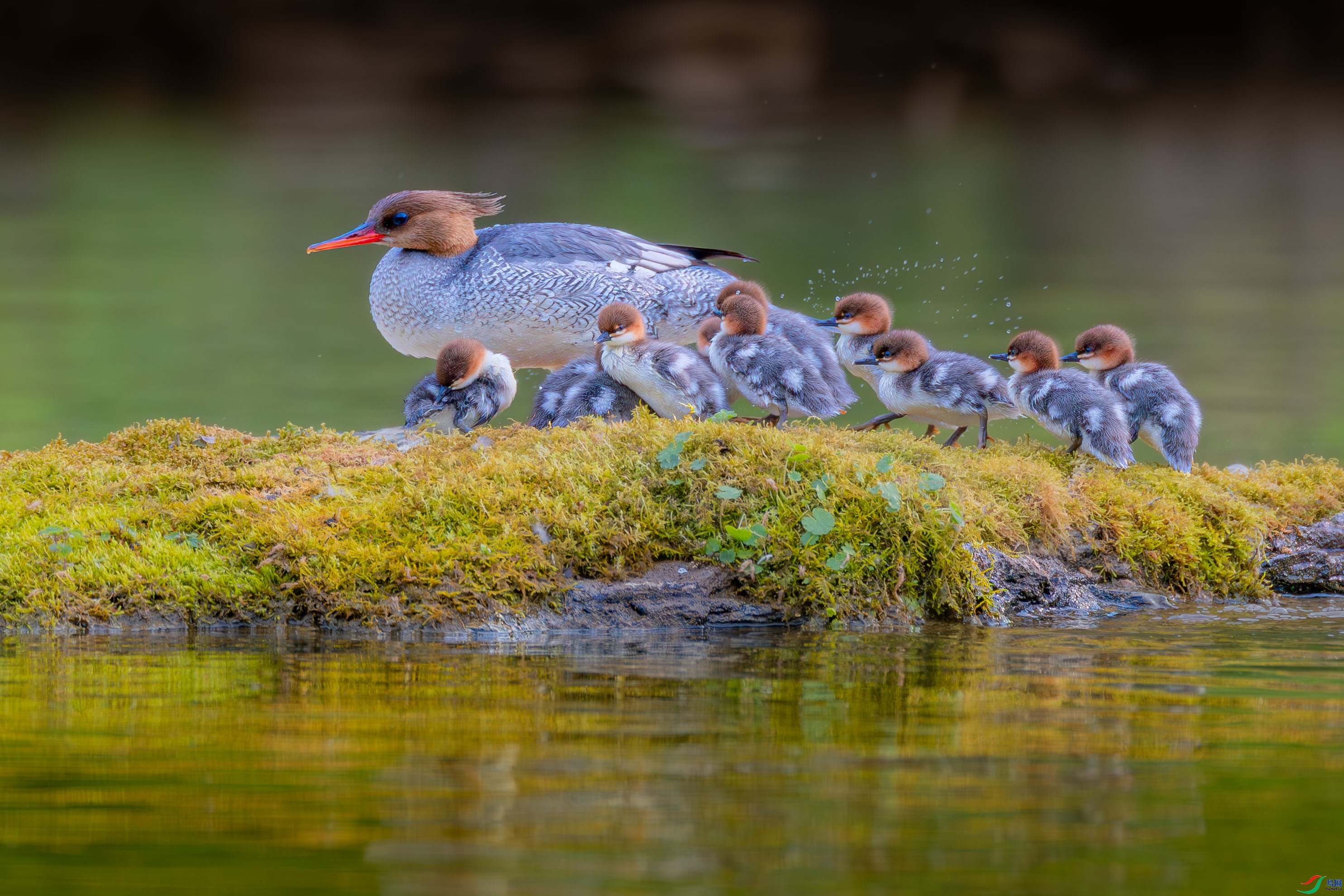 7.8һ·�����ʦ��Ʒ   ���裨ף���ٻ���Ӱʦ������.jpg