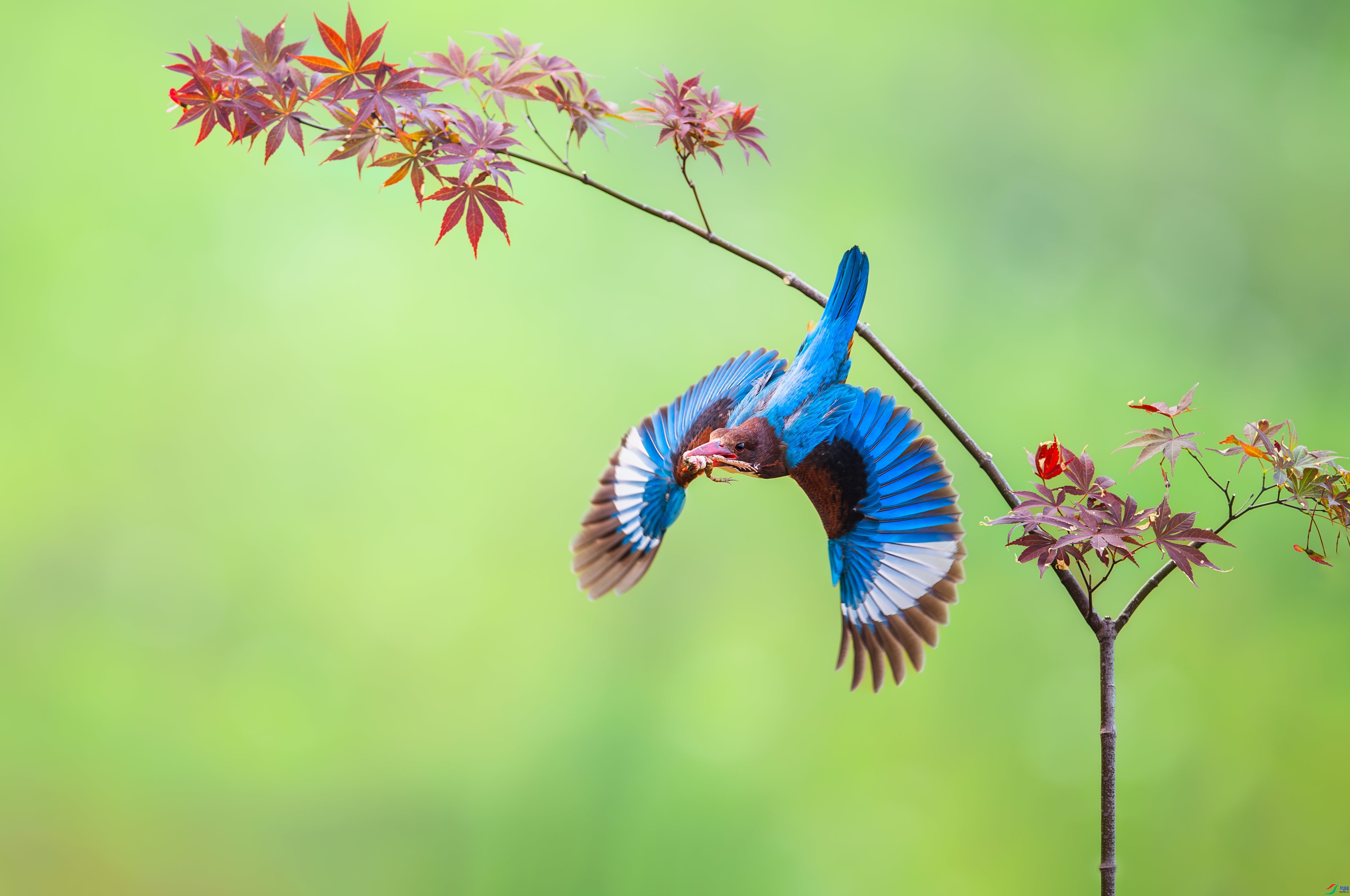 7.11��Ұ������ʦ��Ʒ   ������� ��ף���ٻ���Ӱʦ������.jpg