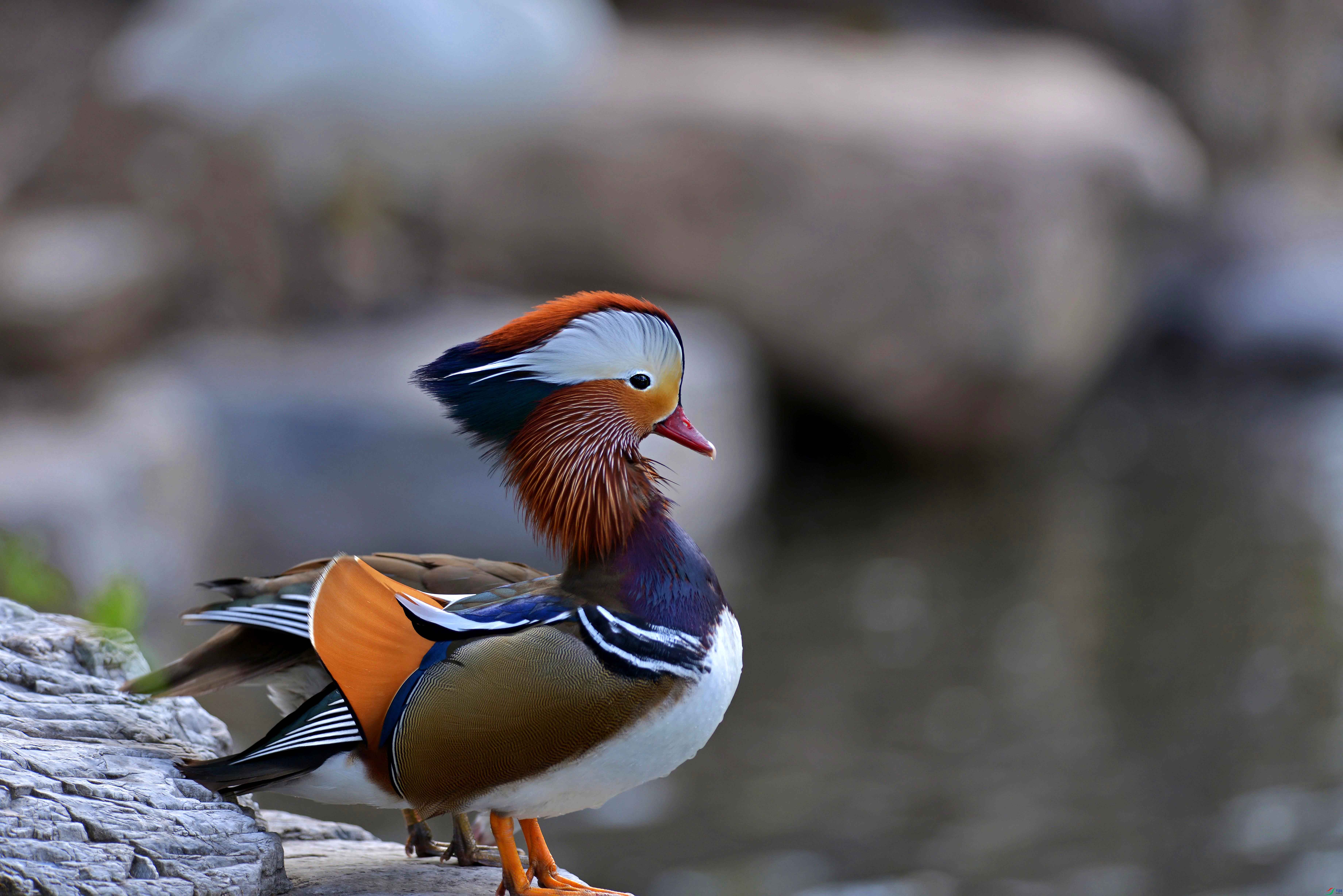 DSC_3346.jpg
