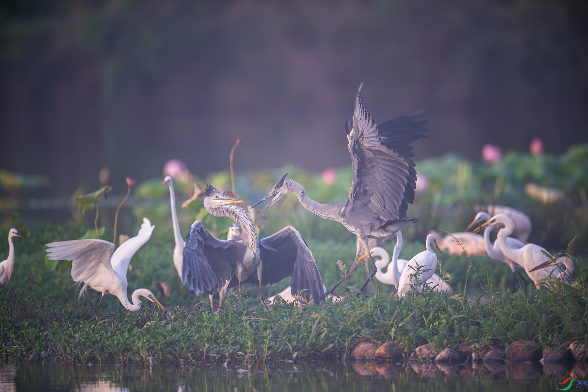 ���ء��趷��