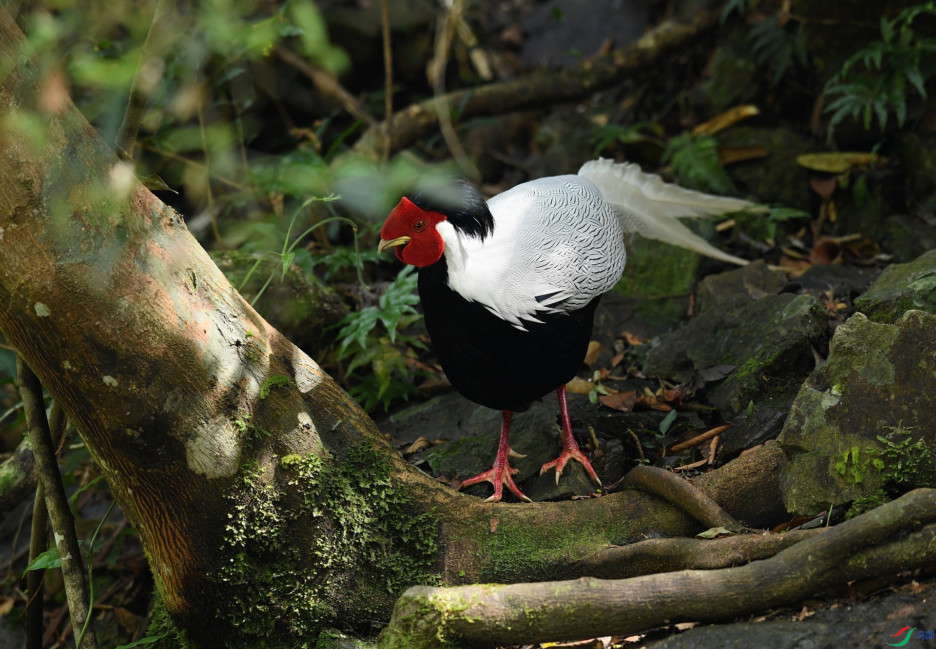 DSC_6606.jpg