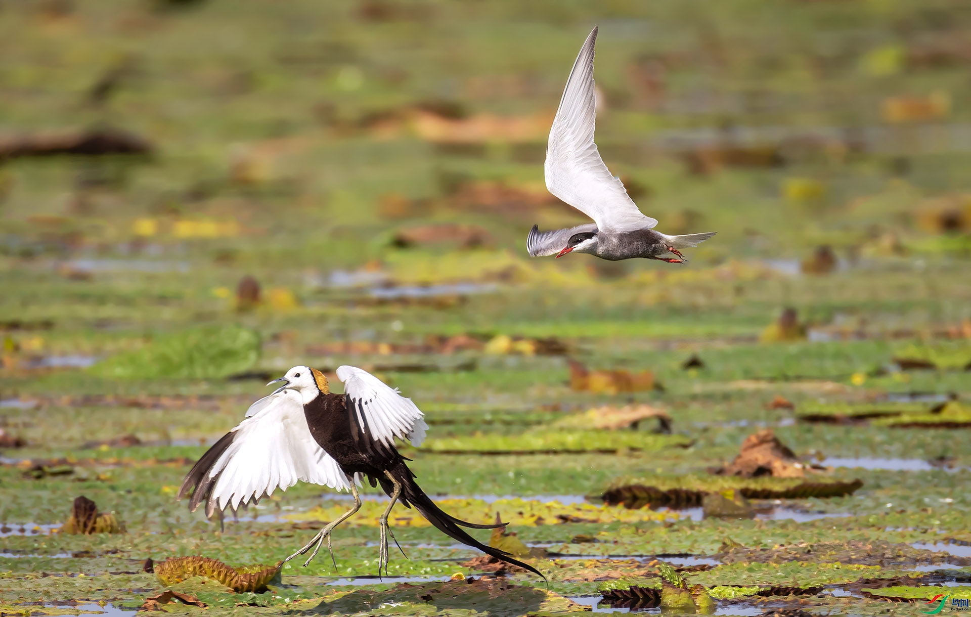 407A4719 ����-Sh----1 1  .jpg