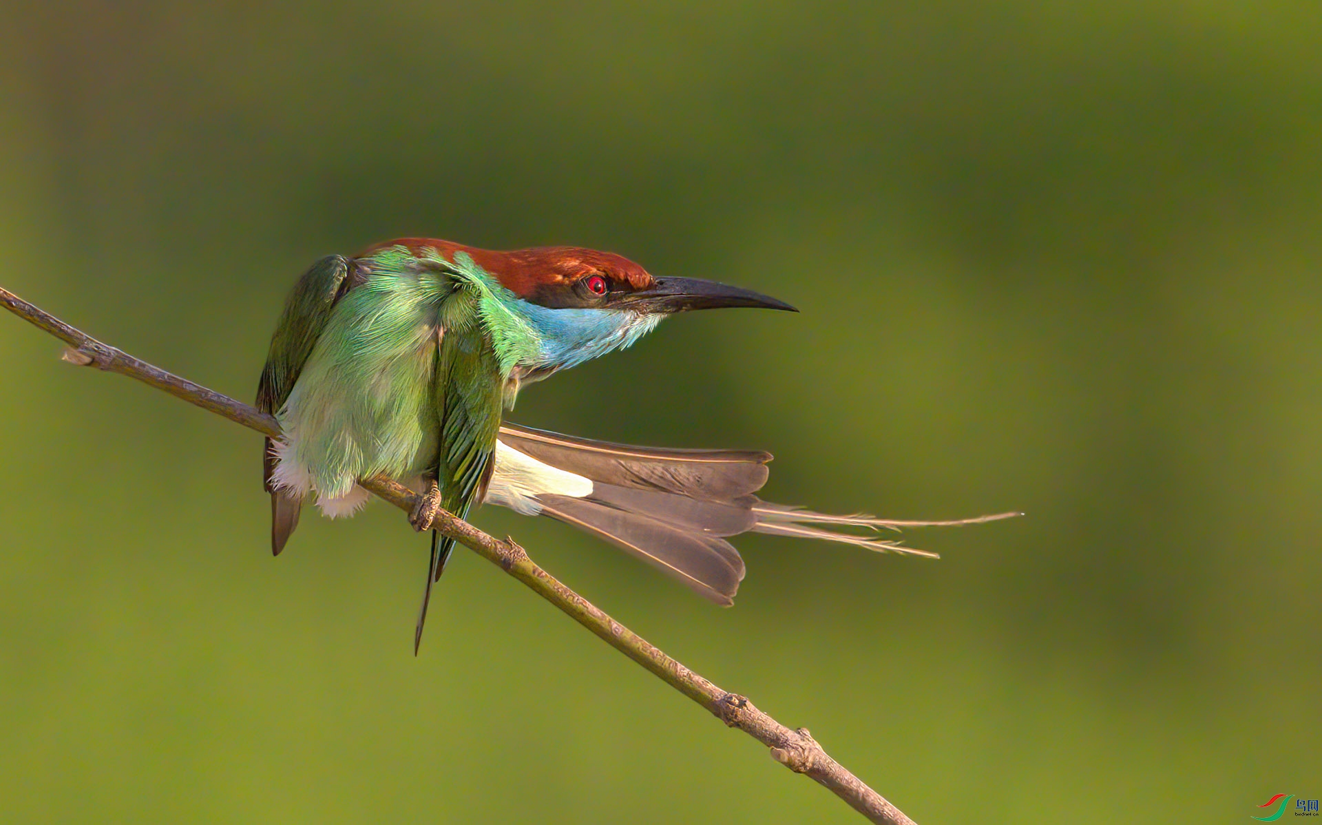 407A6648-Sh----1  .jpg