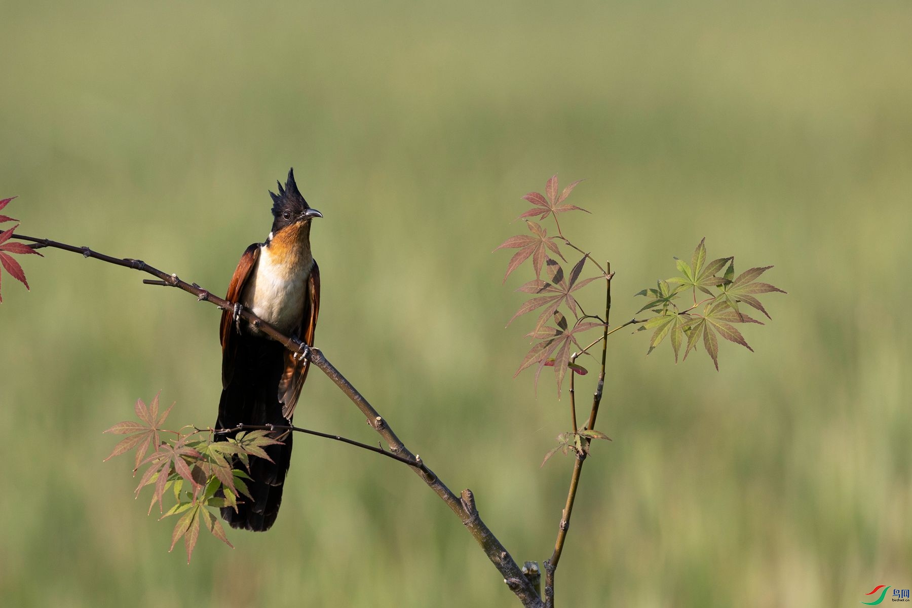 ����ͷ��