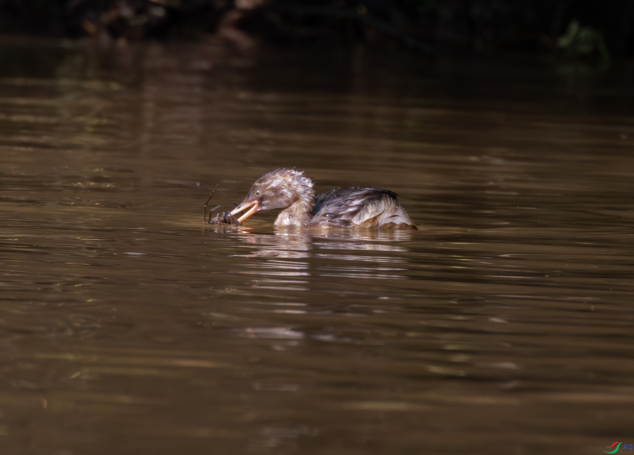 2I1A1180-����ǿ-NR ����.jpg