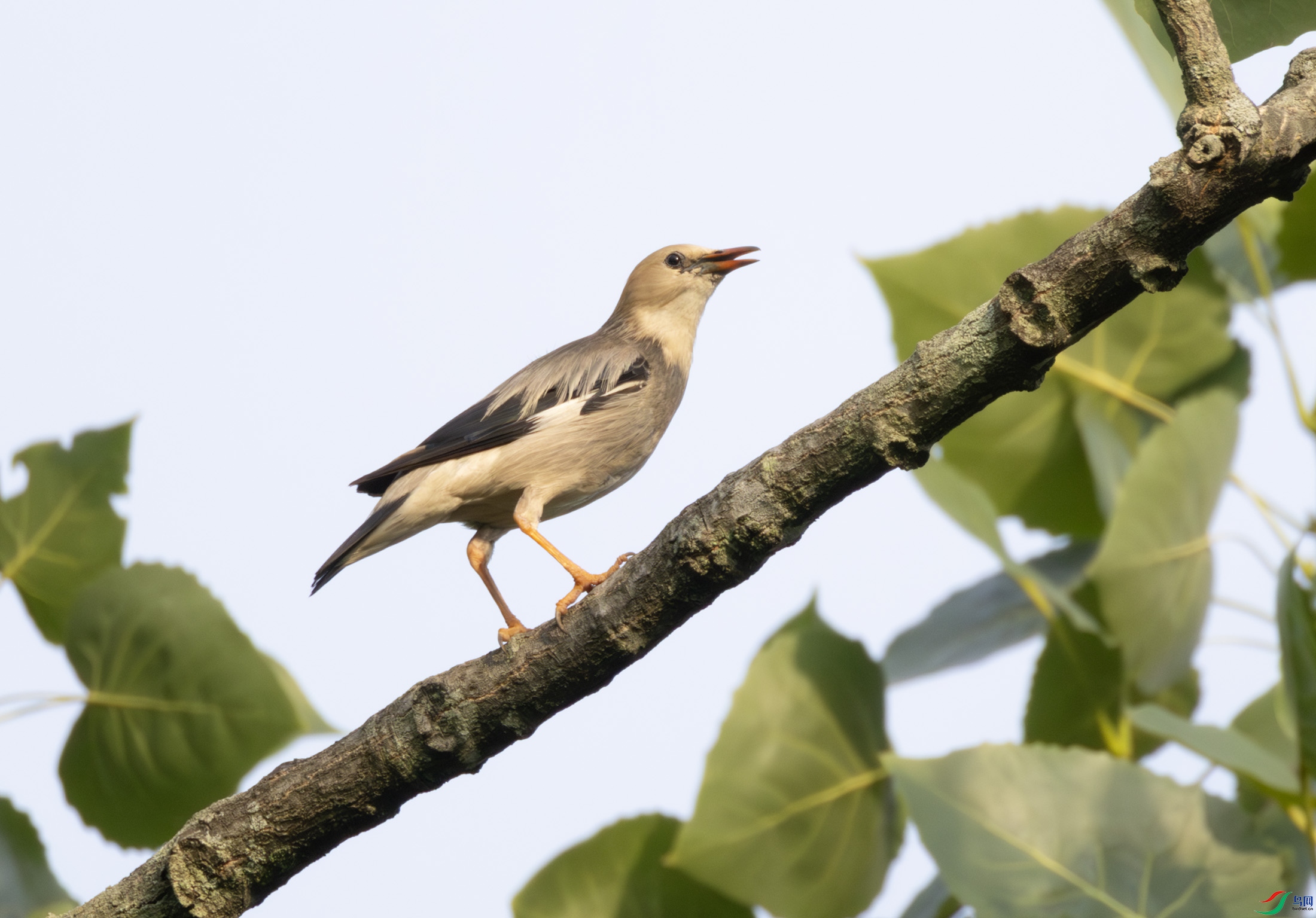 2I1A1619-����ǿ-NR ����.jpg